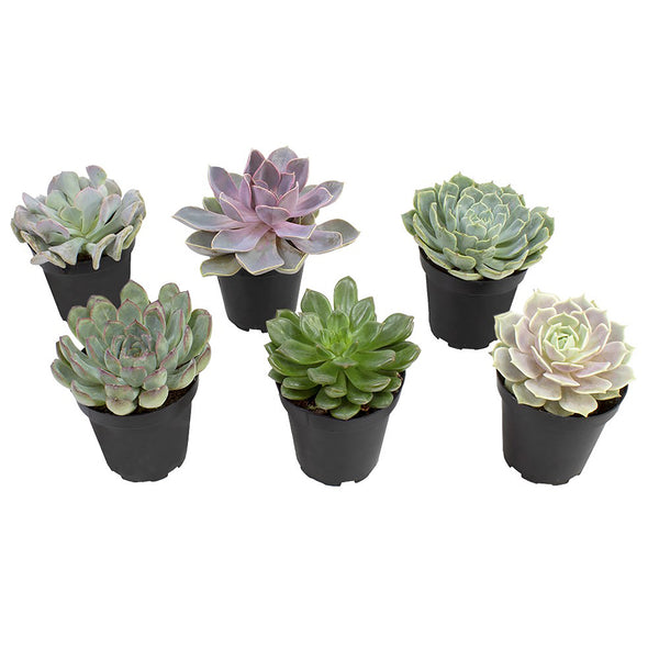 desert succulents types 6PK 3.5" DESERT FIRE SUCCULENTS, live easy to care for succulents – Altman  Plants