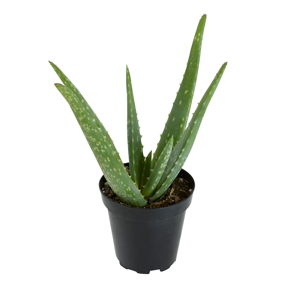 Real Aloe Vera Plant: Easy Succulent to Grow – (3.5” Pot) – Drought Tolerant Succulents – Low-Maintenance Plant Care – Houseplant or Outdoor Plant – Hardy & Great for Beginners