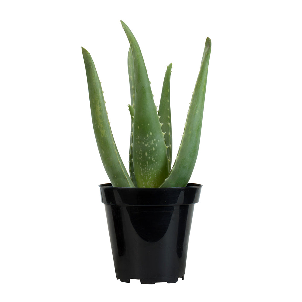 Real Aloe Vera Plant: Easy Succulent to Grow – (3.5” Pot) – Drought Tolerant Succulents – Low-Maintenance Plant Care – Houseplant or Outdoor Plant – Hardy & Great for Beginners