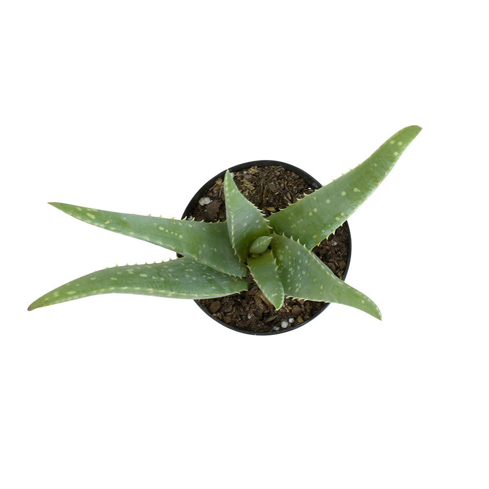 Real Aloe Vera Plant: Easy Succulent to Grow – (3.5” Pot) – Drought Tolerant Succulents – Low-Maintenance Plant Care – Houseplant or Outdoor Plant – Hardy & Great for Beginners