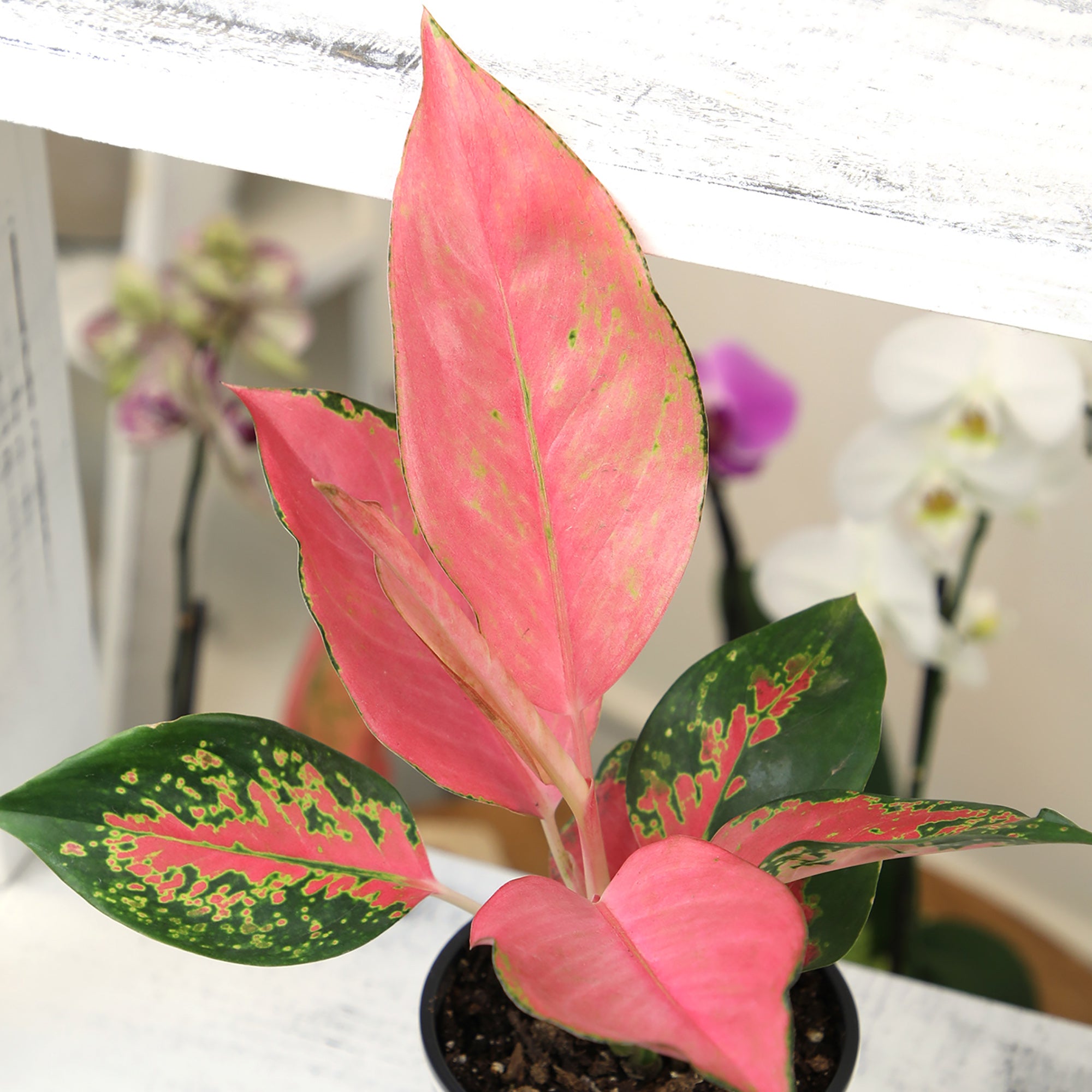 Aglaonema 'China Red': Unique Chinese Evergreen - Pink Variegated Leaves - (4.25" Pot) – Easy Plant Care - Low Light Tolerant Plants – Aglaonema Commutatum – Low Maintenance House Plants