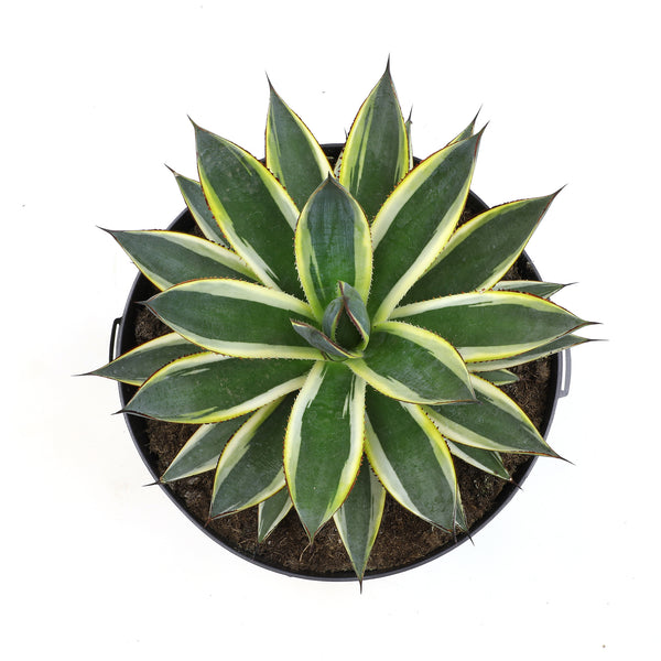 10IN_Agave_Sun_Glow_top_ecom_1 10IN_Agave_Sun_Glow_top_ecom_1