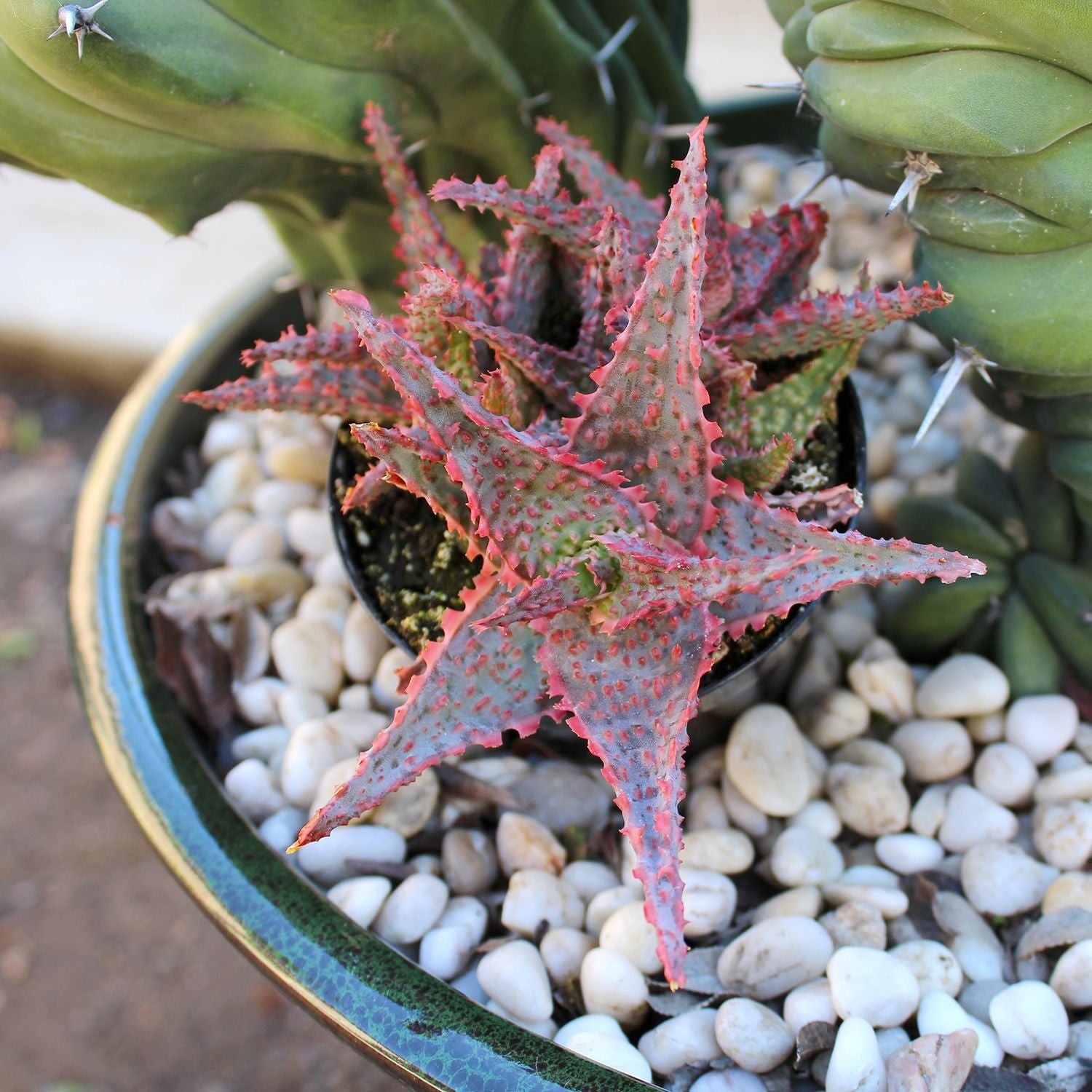 Star Aloe Succulent Plants: Colorful, Easy Plants – Includes 3 Star Aloes - (3.5" Pots) – Unique Succulents to Grow - Hybrid Aloe Succulents