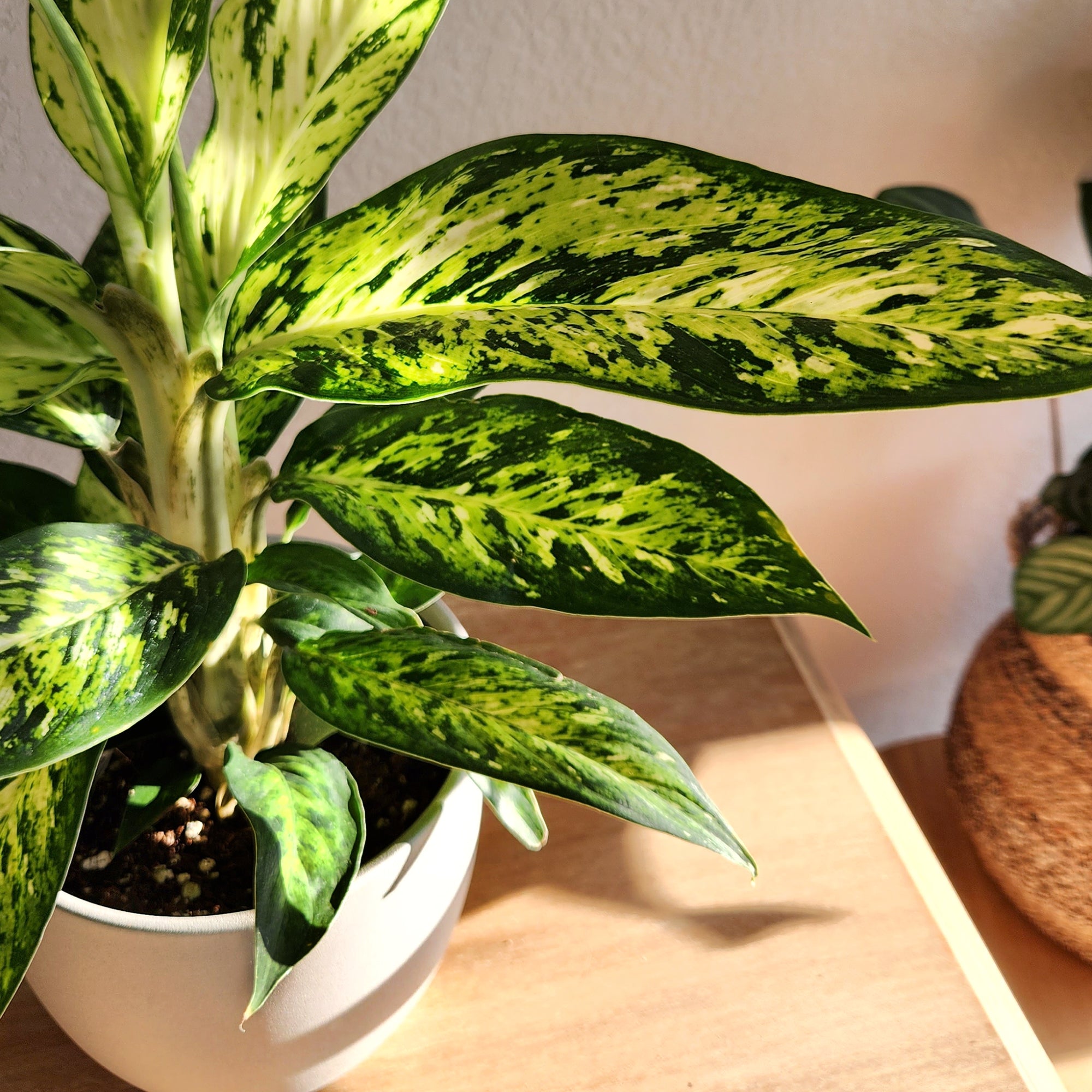 Rare Star Bright Dumb Cane: Unique Variegated Plant - Live Indoor Plant for Plant Lovers - (6” Pot) - Dieffenbachia - Easy Plant Care - Low Maintenance House Plant for Home & Office