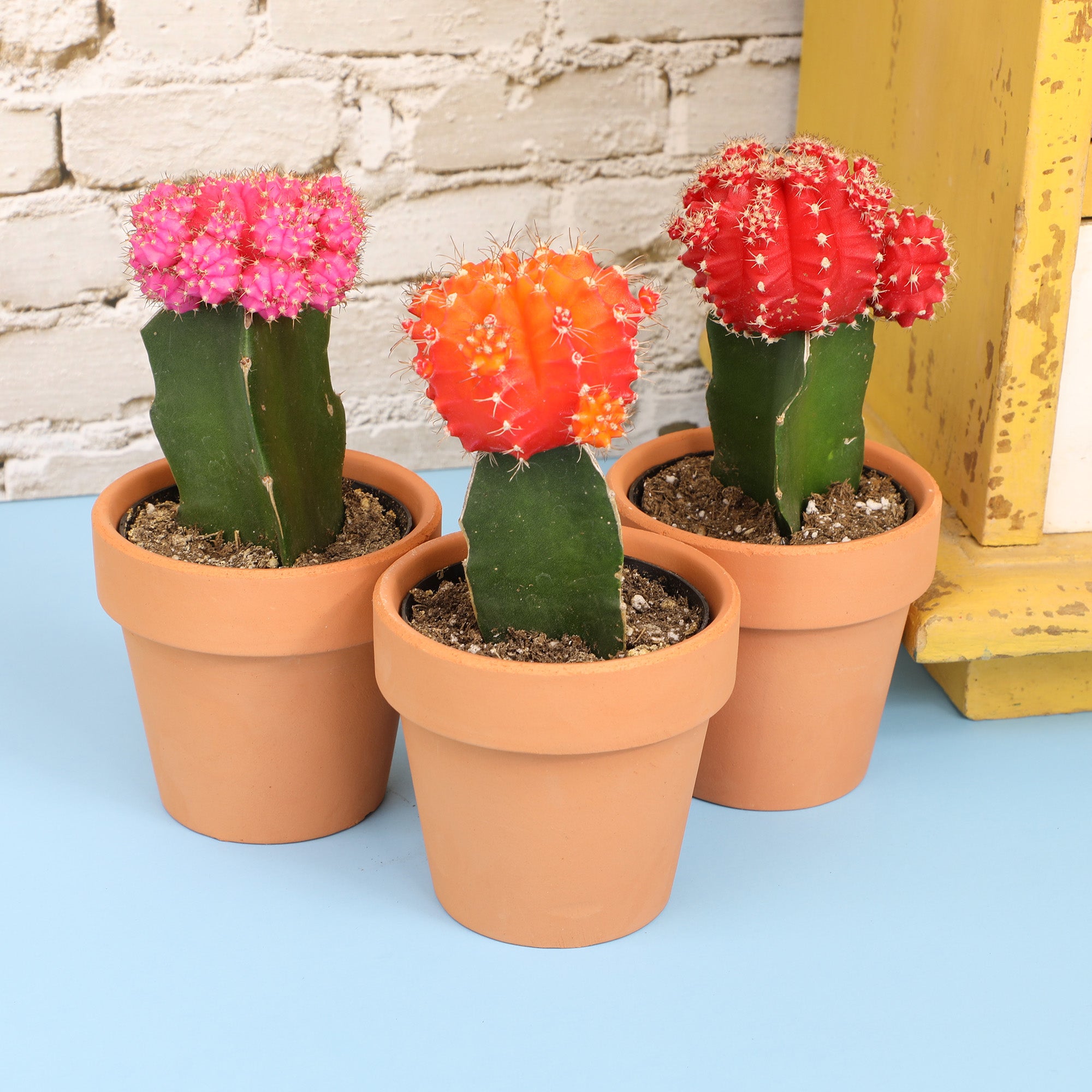 Grafted Cactus 3-pack: Colorful Moon Cacti Mix Pack – Great for Gifting – Easy Plant Care – (3.5” Pots) – Unique Moon Cactus Houseplants