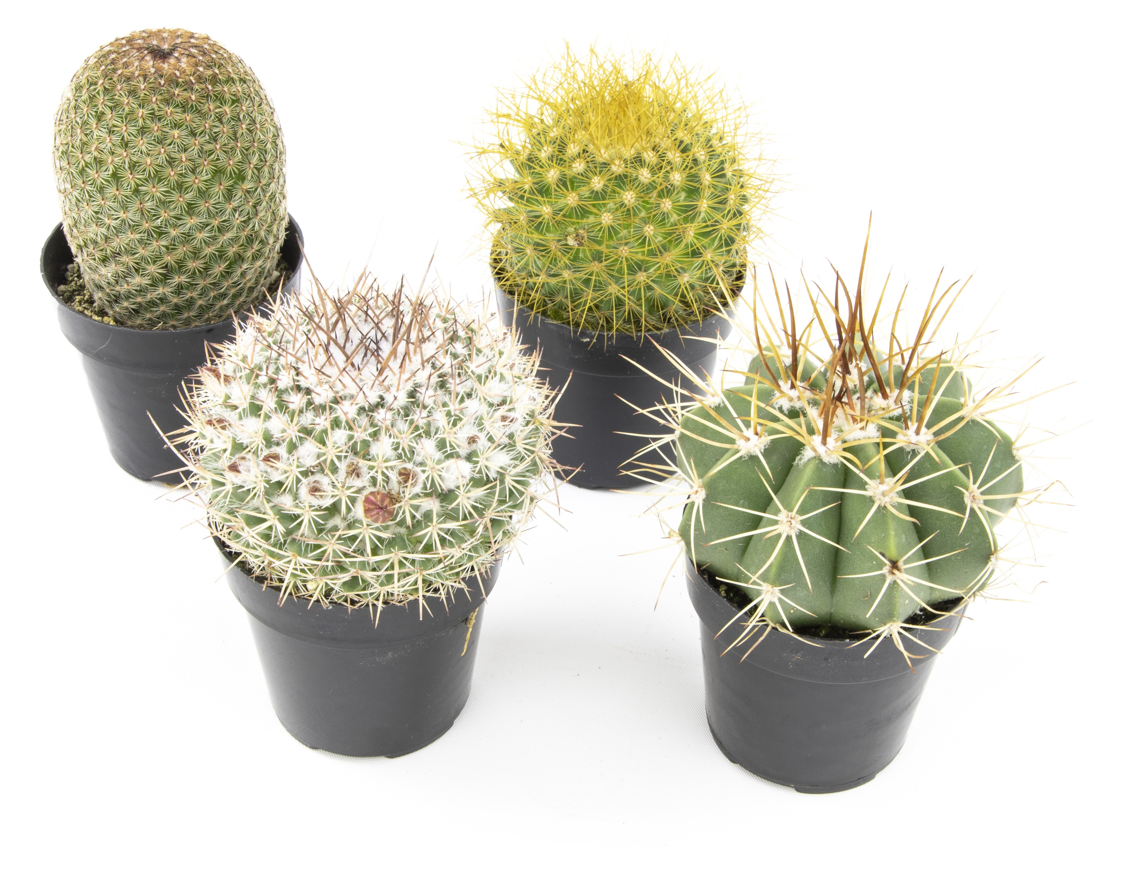 4PK 2.5" Desert Dazzlers Live Cactus Collection
