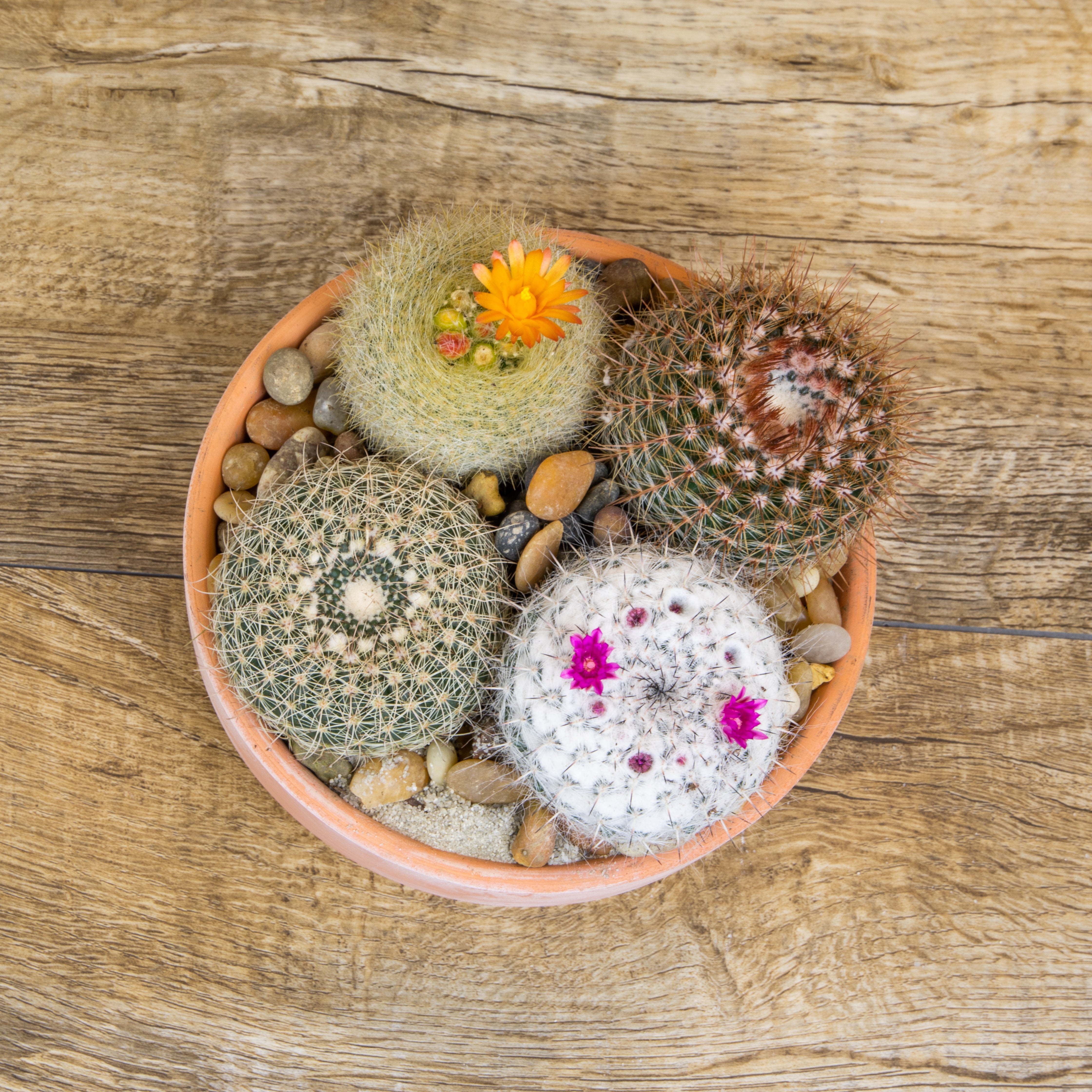 4PK 2.5" Desert Dazzlers Live Cactus Collection