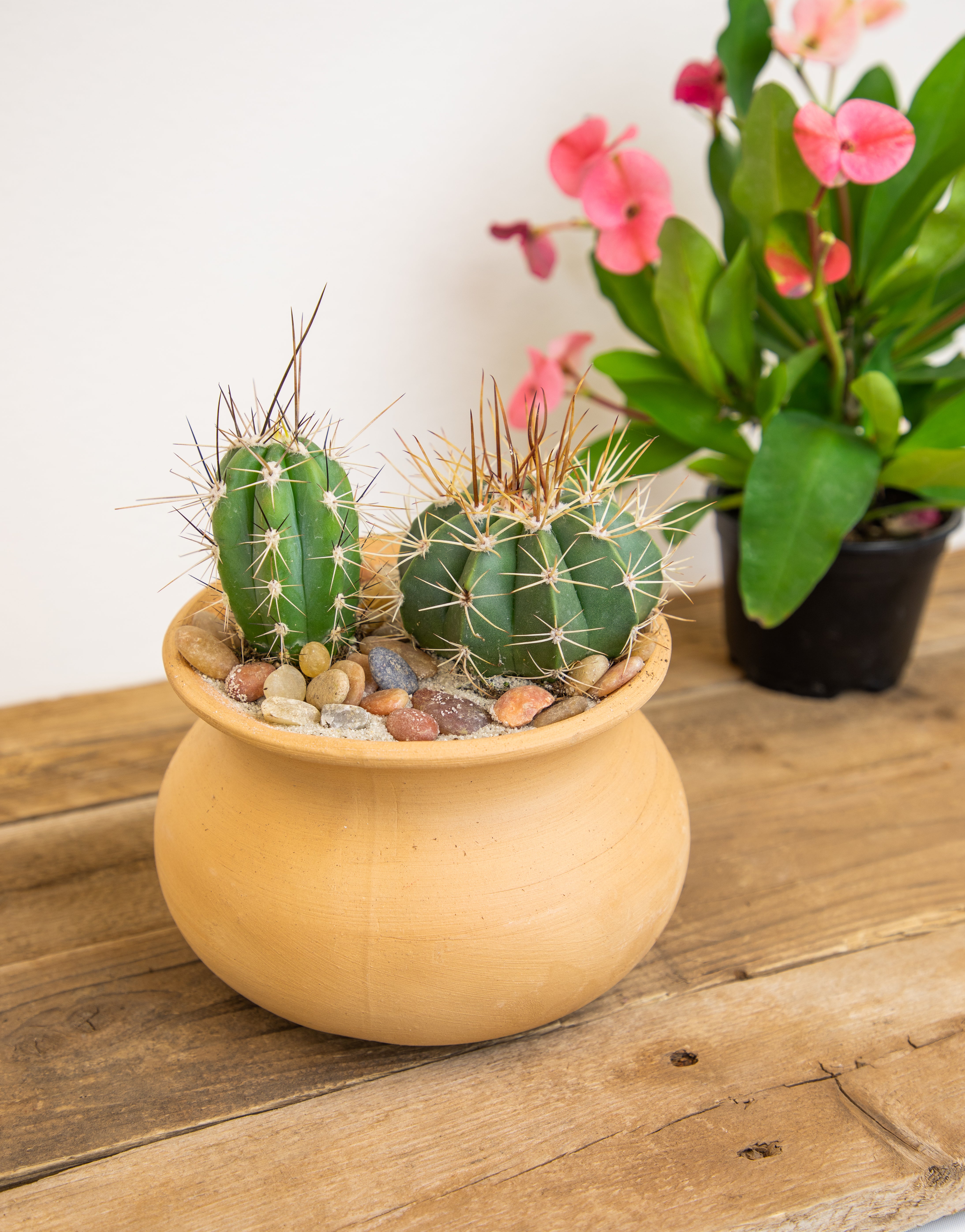4PK 2.5" Desert Dazzlers Live Cactus Collection