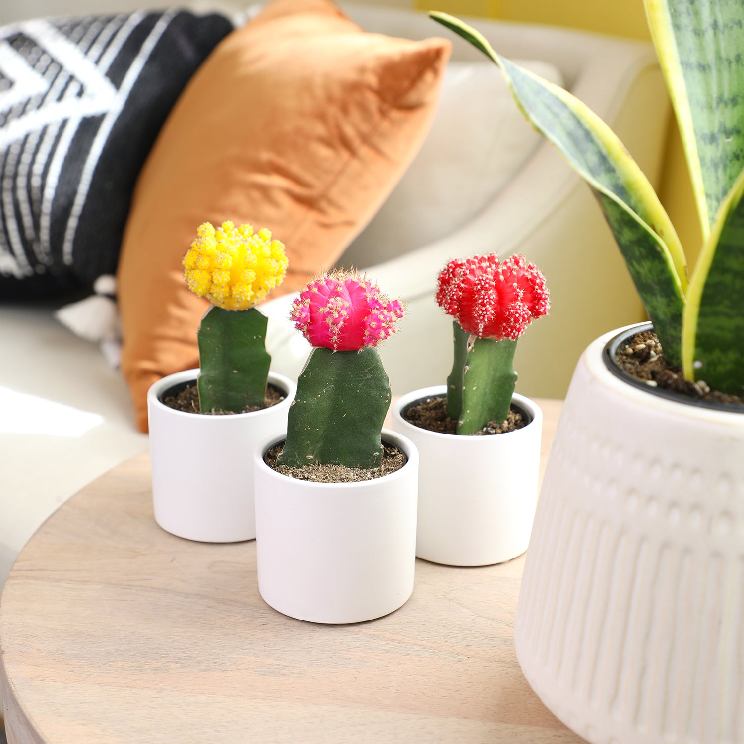 Grafted Cactus 3-pack: Colorful Moon Cacti Mix Pack – Great for Gifting – Easy Plant Care – (3.5” Pots) – Unique Moon Cactus Houseplants