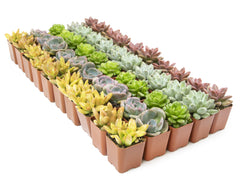 Bulk Succulent 50-pack: Colorful, Cute & Carefree Plants – Wedding, Celebration, DIY Succulents - (2" Pots) - Easy & Unique Varieties