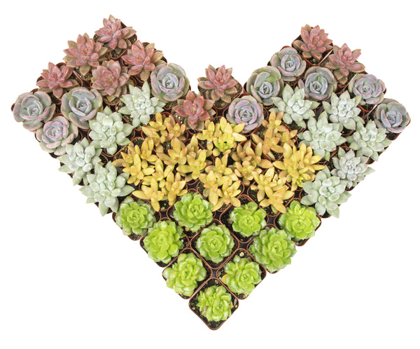 bulk succulent plants Gardens Made Easy ™ Bulk Succulent 50-pack: Colorful, Cute & Carefree –  Altman Plants