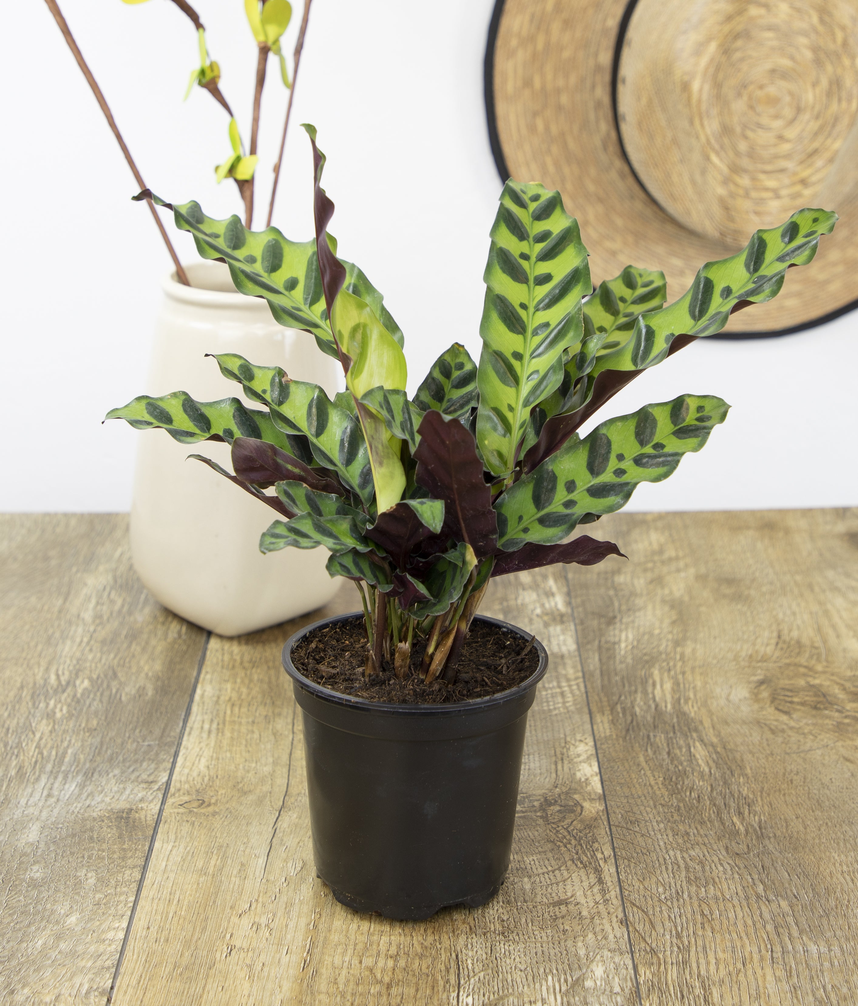 Essential Houseplant 4-pack: Popular Air Purifying Live Plants - (4.25” Pots) - Marble Queen Pothos – Peperomia - Calathea - Syngonium - Sansevieria Snake Plants - Neon Pothos - Ferns - Easy Care Plants for Beginners - No Duplicates