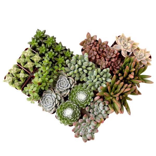 Succulent Discovery 20-pack: Easy, Cute & Colorful Plants – Includes 1 –  Altman Plants