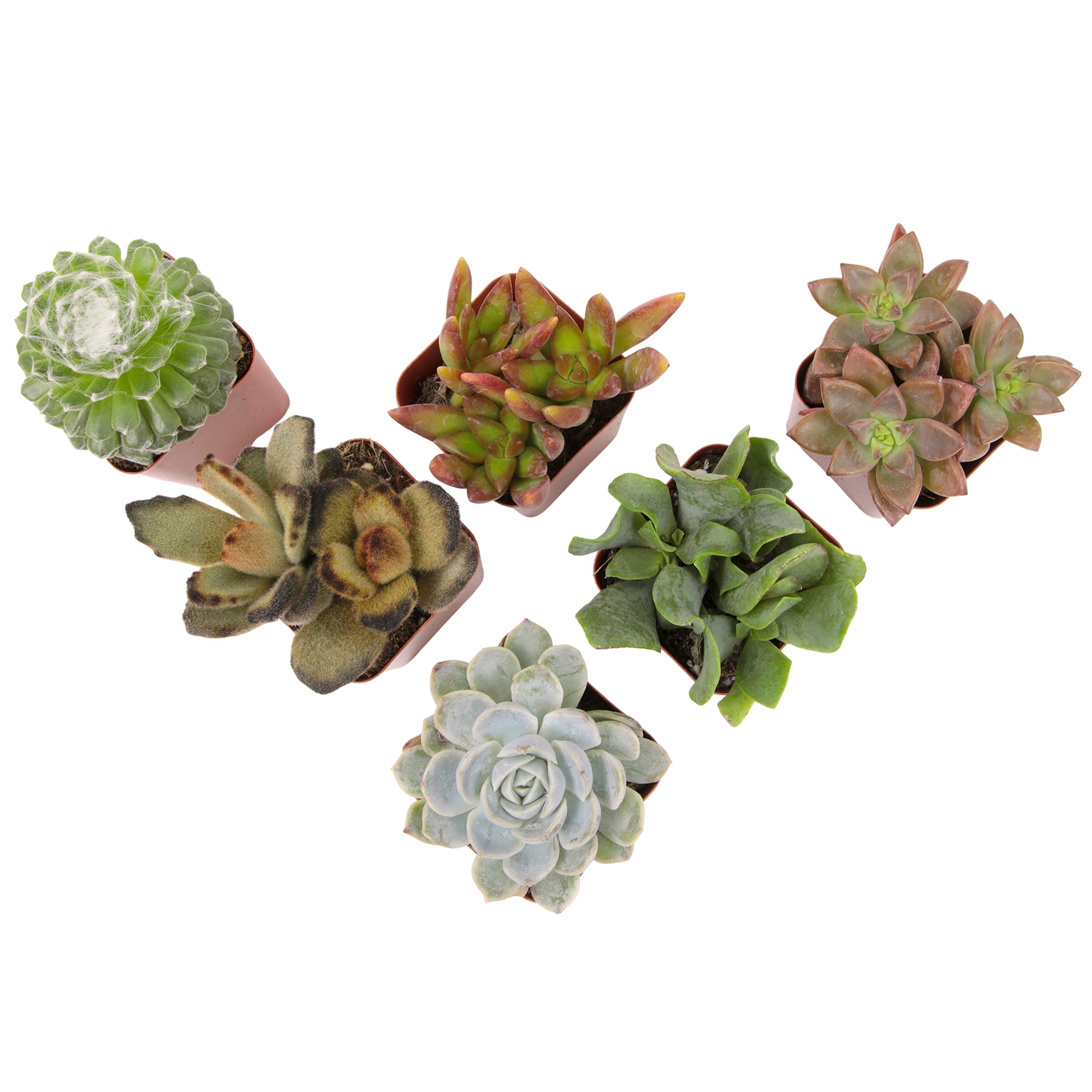 Succulent Surprise 6-pack: Colorful, Cute & Carefree Plants - No Duplicate Succulents - (2" Pots) - Easy & Unique Varieties