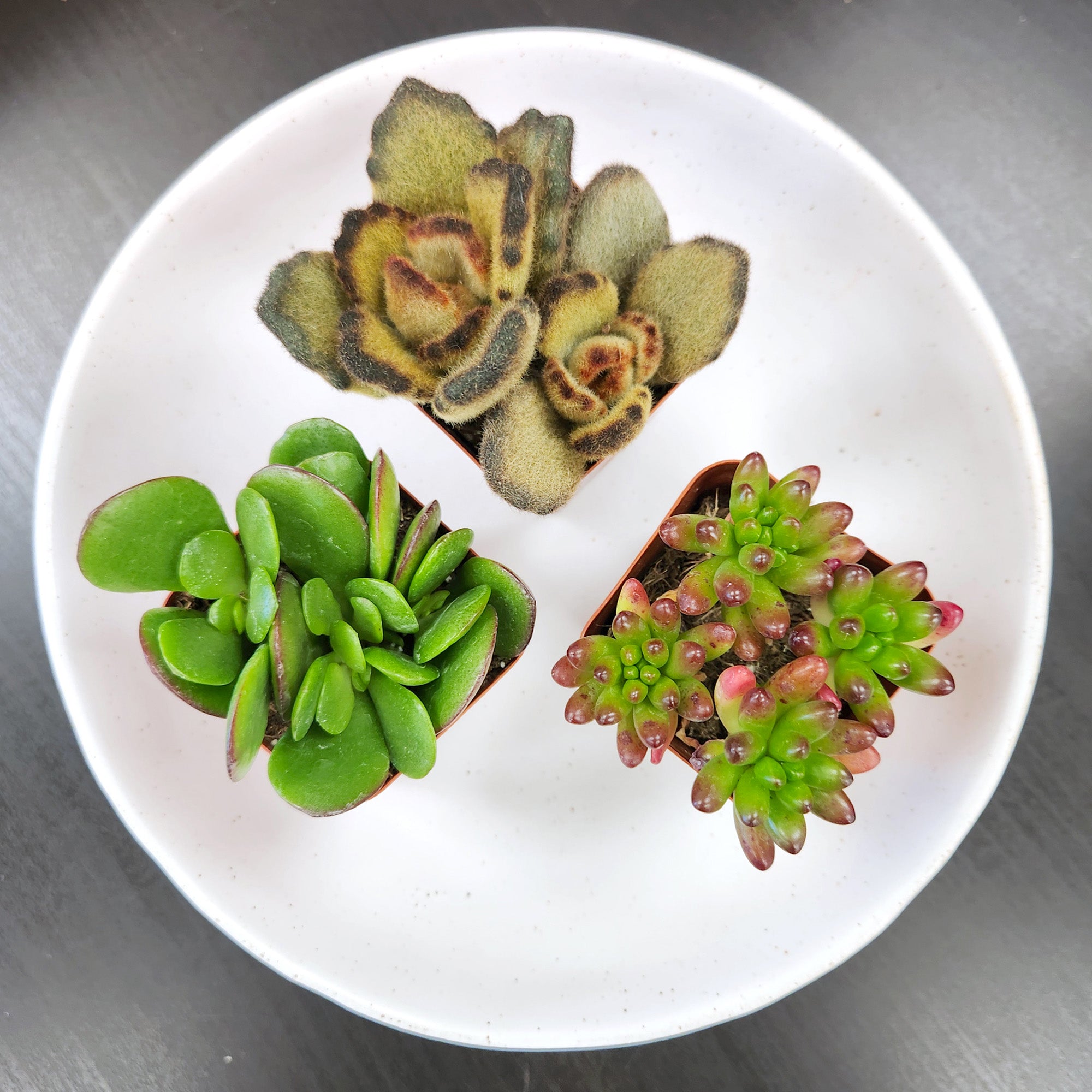 Succulent Surprise 6-pack: Colorful, Cute & Carefree Plants - No Duplicate Succulents - (2" Pots) - Easy & Unique Varieties