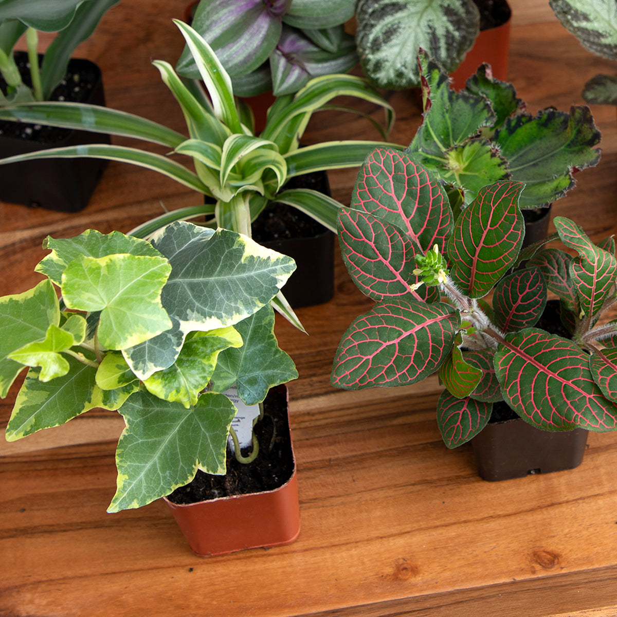 Easy-Care Live Plants for Indoor Spaces