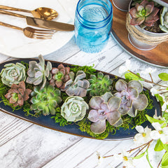 Bulk Succulent 50-pack: Colorful, Cute & Carefree Plants – Wedding, Celebration, DIY Succulents - (2" Pots) - Easy & Unique Varieties