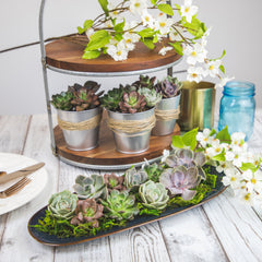 Bulk Succulent 50-pack: Colorful, Cute & Carefree Plants – Wedding, Celebration, DIY Succulents - (2" Pots) - Easy & Unique Varieties