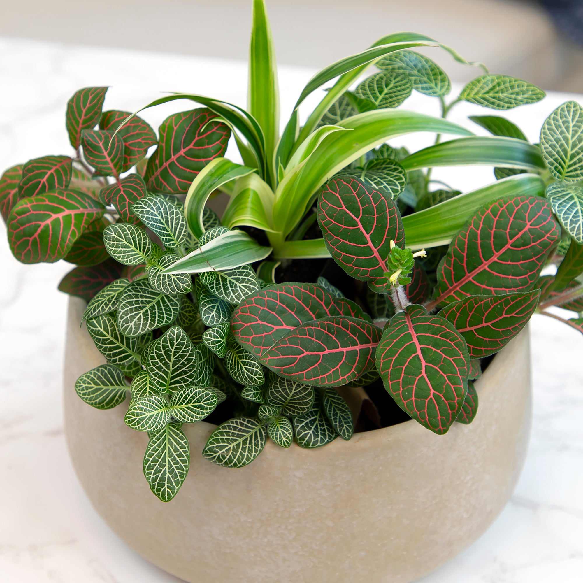 Popular Houseplant 12-pack: Easy Plant Variety Pack – Cute & Unique Plants - (2” Pots) – Live Indoor Plants for Home & Office – Includes Variegated Varieties