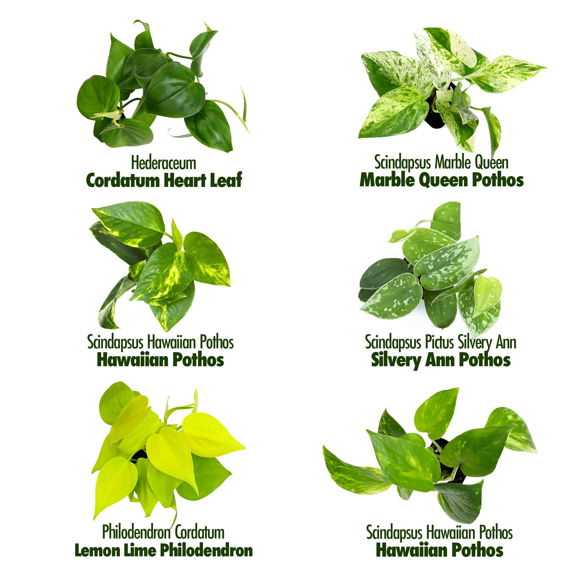 Popular Pothos Plants 6-pack: Trailing / Hanging Vines & Variegated Plants - (2” Pots) - Golden Pothos - Marble Queen Pothos - Neon Pothos - Satin Pothos