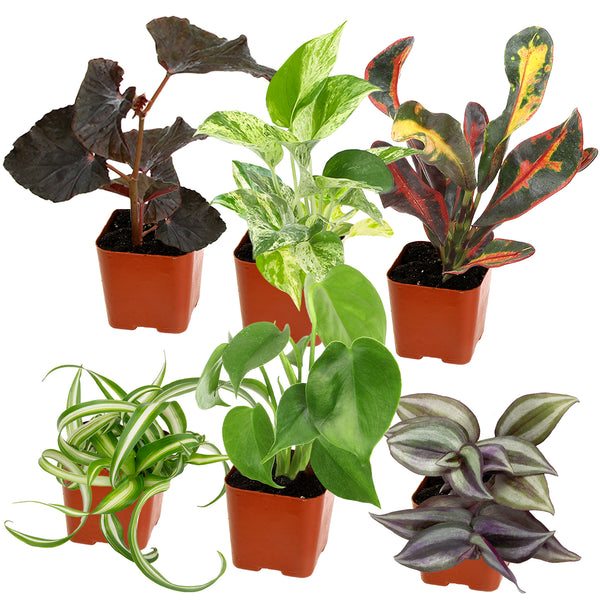 mature house plants for sale Popular Houseplant 6-pack: Easy Plant Variety Pack – Cute & Unique Pla – Altman Plants