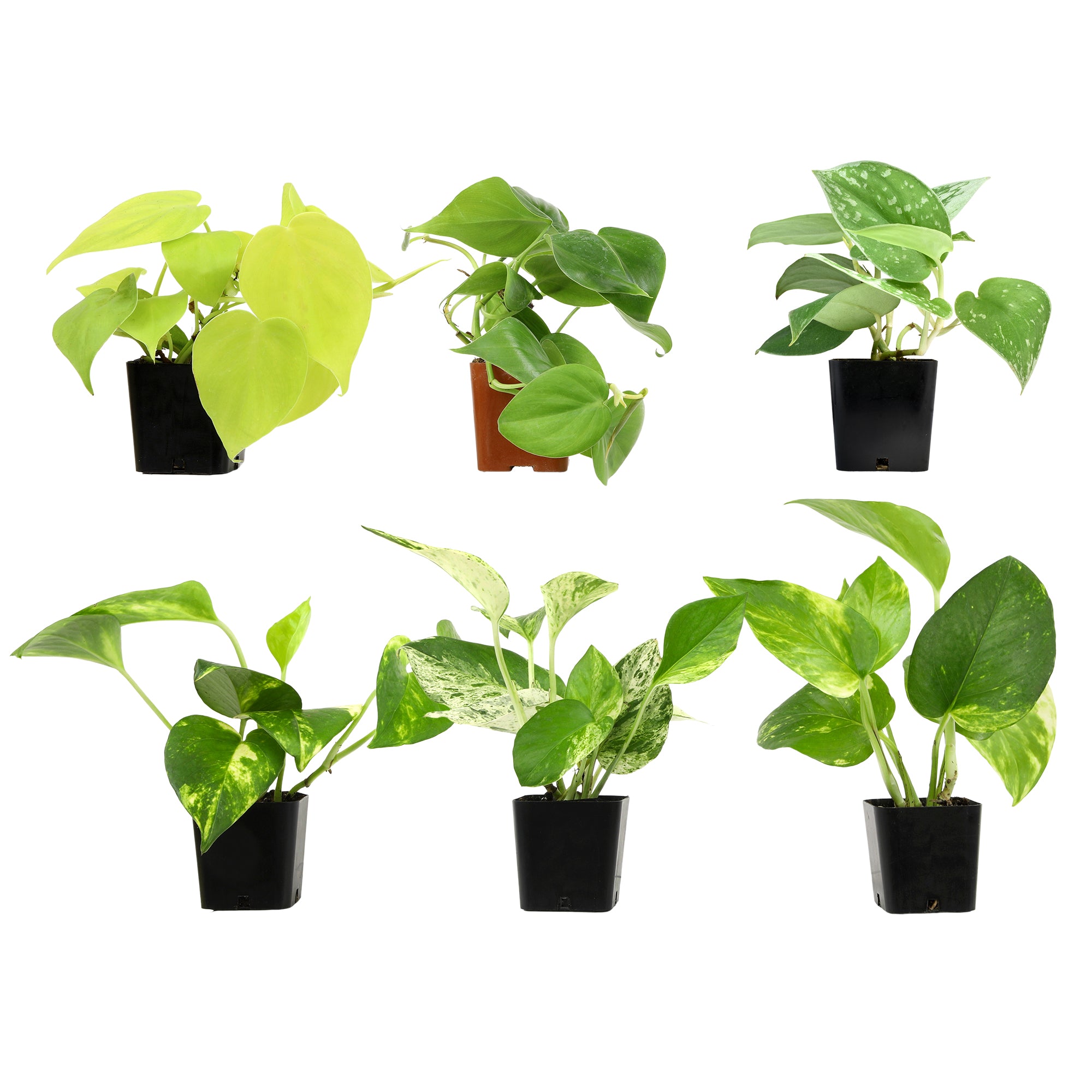 Popular Pothos Plants 6-pack: Trailing / Hanging Vines & Variegated Plants - (2” Pots) - Golden Pothos - Marble Queen Pothos - Neon Pothos - Satin Pothos