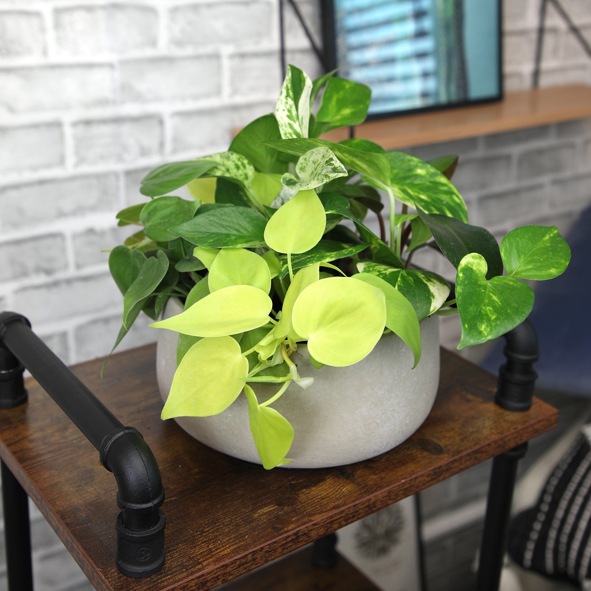 Popular Pothos Plants 6-pack: Trailing / Hanging Vines & Variegated Plants - (2” Pots) - Golden Pothos - Marble Queen Pothos - Neon Pothos - Satin Pothos
