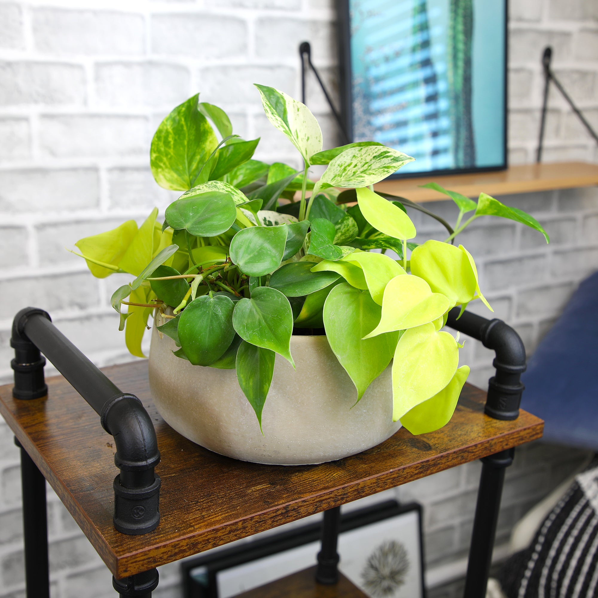 Popular Pothos Plants 6-pack: Trailing / Hanging Vines & Variegated Plants - (2” Pots) - Golden Pothos - Marble Queen Pothos - Neon Pothos - Satin Pothos