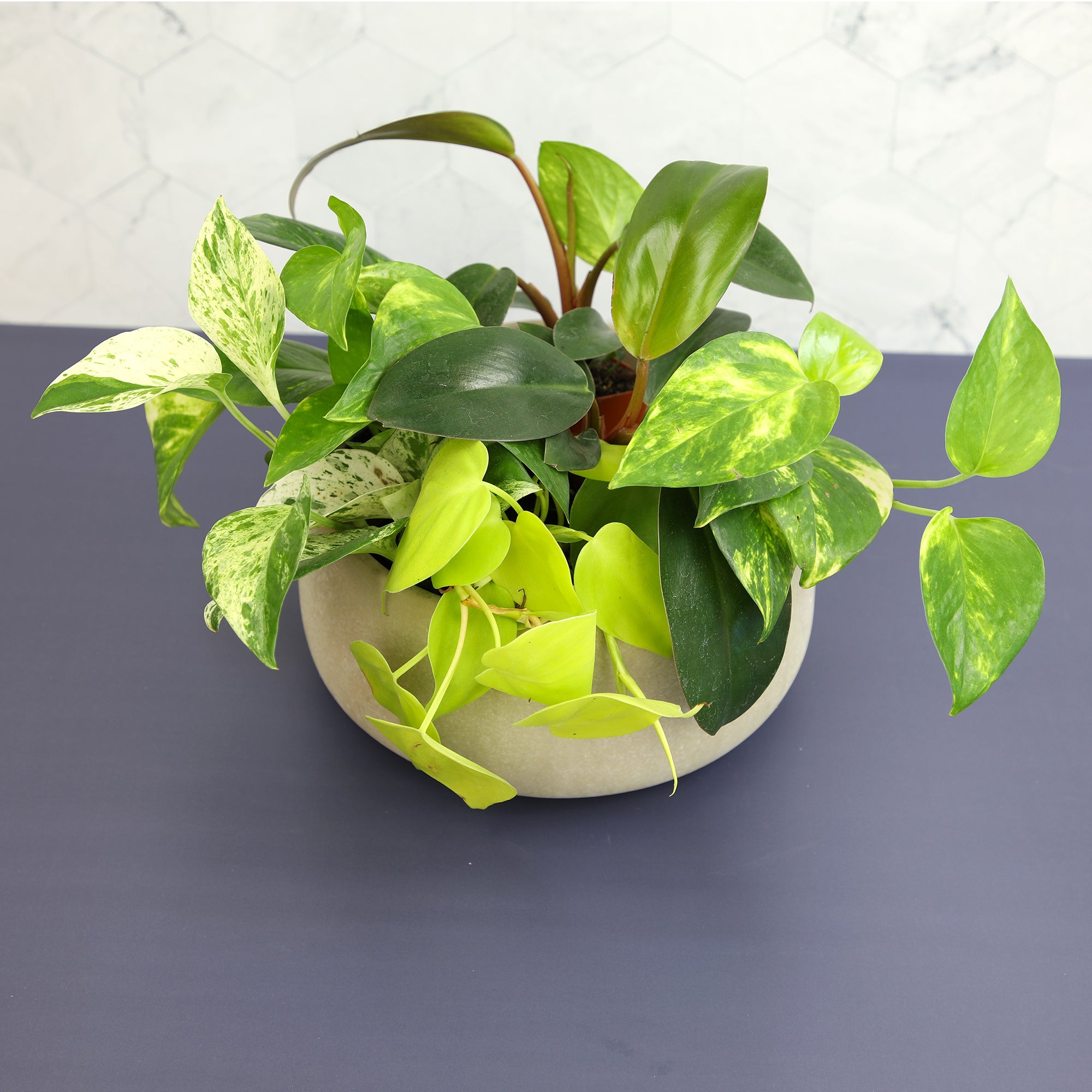 Popular Pothos Plants 6-pack: Trailing / Hanging Vines & Variegated Plants - (2” Pots) - Golden Pothos - Marble Queen Pothos - Neon Pothos - Satin Pothos