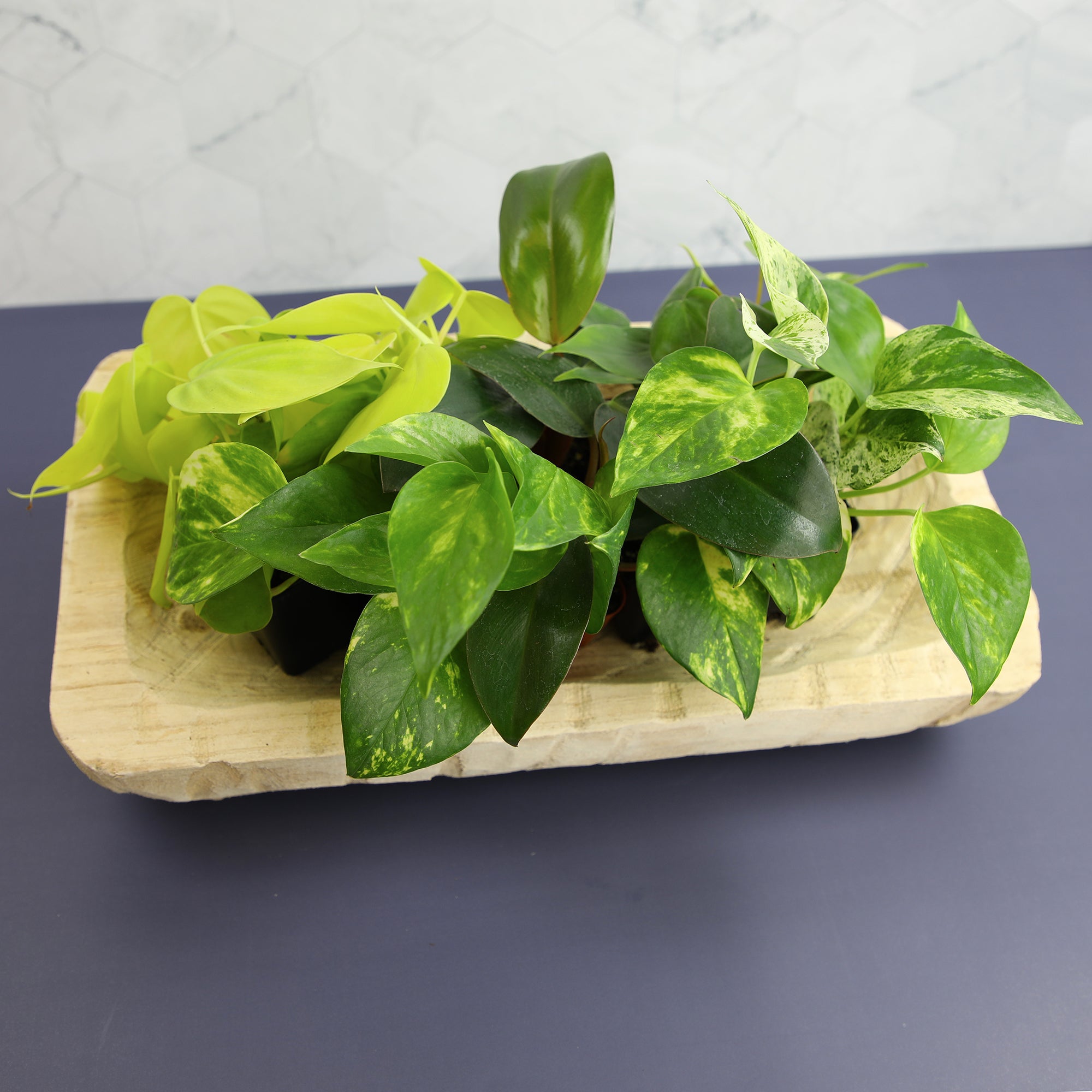 Popular Pothos Plants 6-pack: Trailing / Hanging Vines & Variegated Plants - (2” Pots) - Golden Pothos - Marble Queen Pothos - Neon Pothos - Satin Pothos