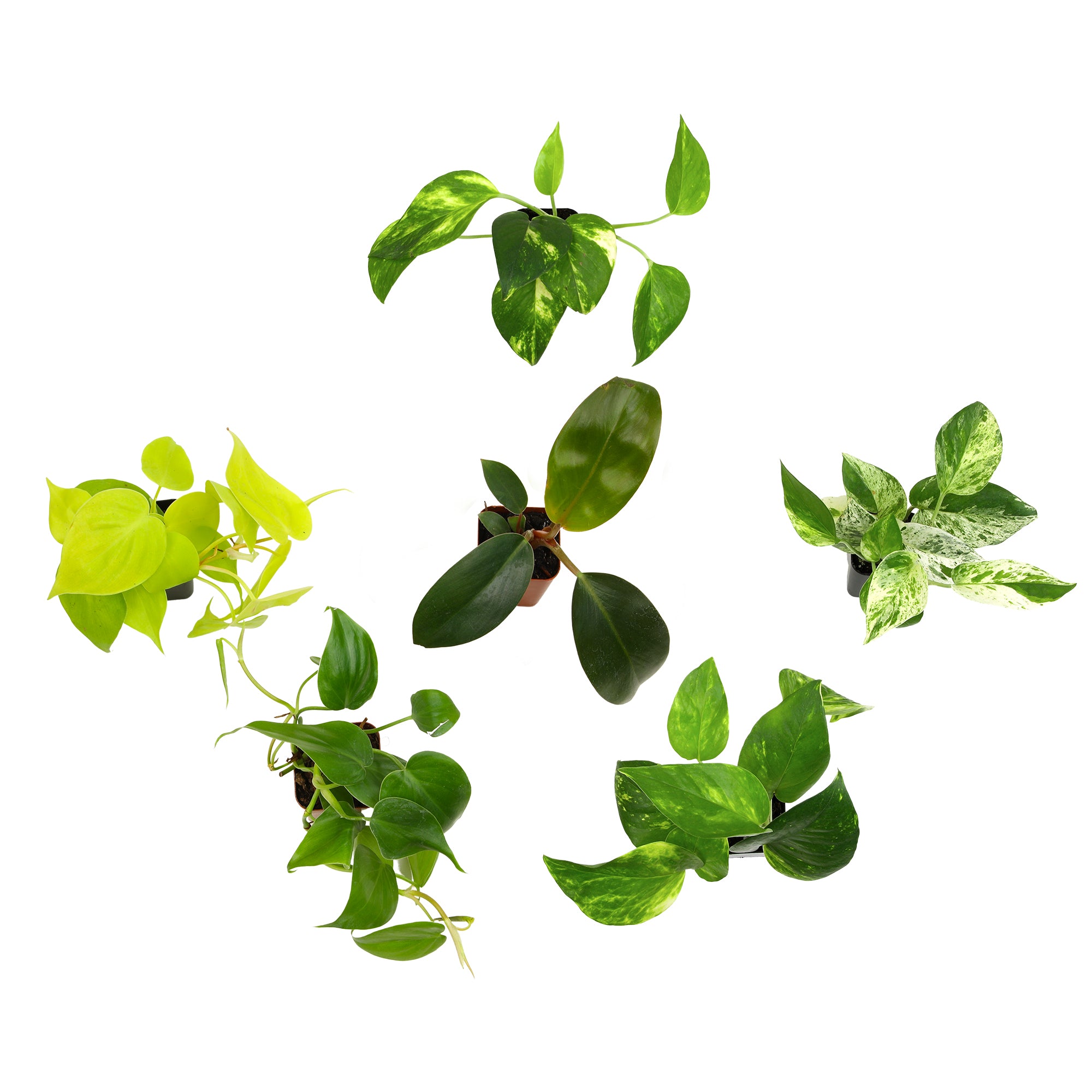 Popular Pothos Plants 6-pack: Trailing / Hanging Vines & Variegated Plants - (2” Pots) - Golden Pothos - Marble Queen Pothos - Neon Pothos - Satin Pothos