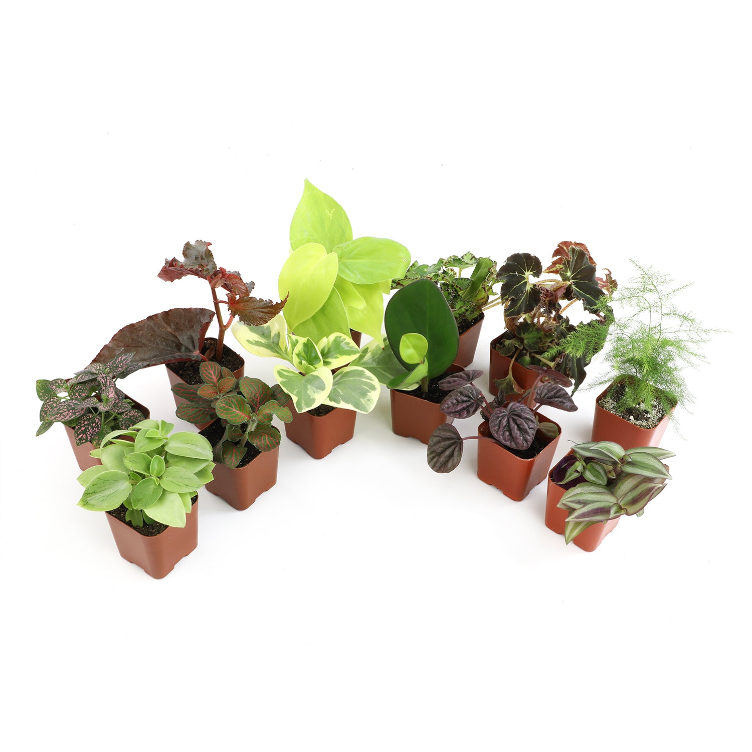 Popular Houseplant 12-pack: Easy Plant Variety Pack – Cute & Unique Plants - (2” Pots) – Live Indoor Plants for Home & Office – Includes Variegated Varieties