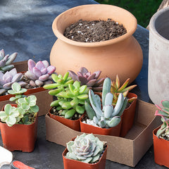 Bulk Succulent 50-pack: Colorful, Cute & Carefree Plants – Wedding, Celebration, DIY Succulents - (2" Pots) - Easy & Unique Varieties