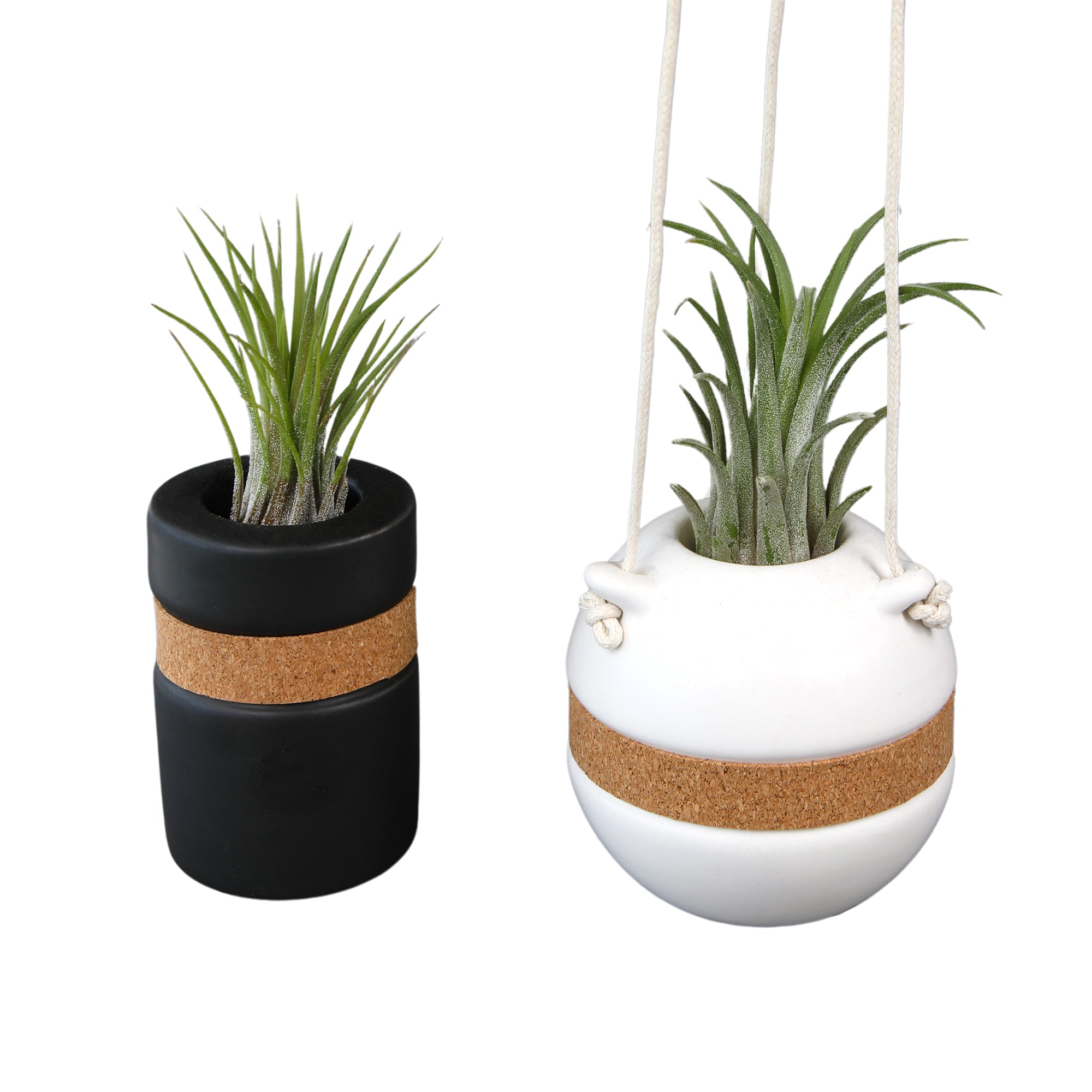 Air Plants Decor 2-pack: Pet Friendly Plants - 1 Black Air Plant Holder & 1 White Air Plant Hanger Included - Live Air Plant Decoration Duo - Tillandsia - Pet Safe Plants - Live Plant Gift - Easy Plant Care