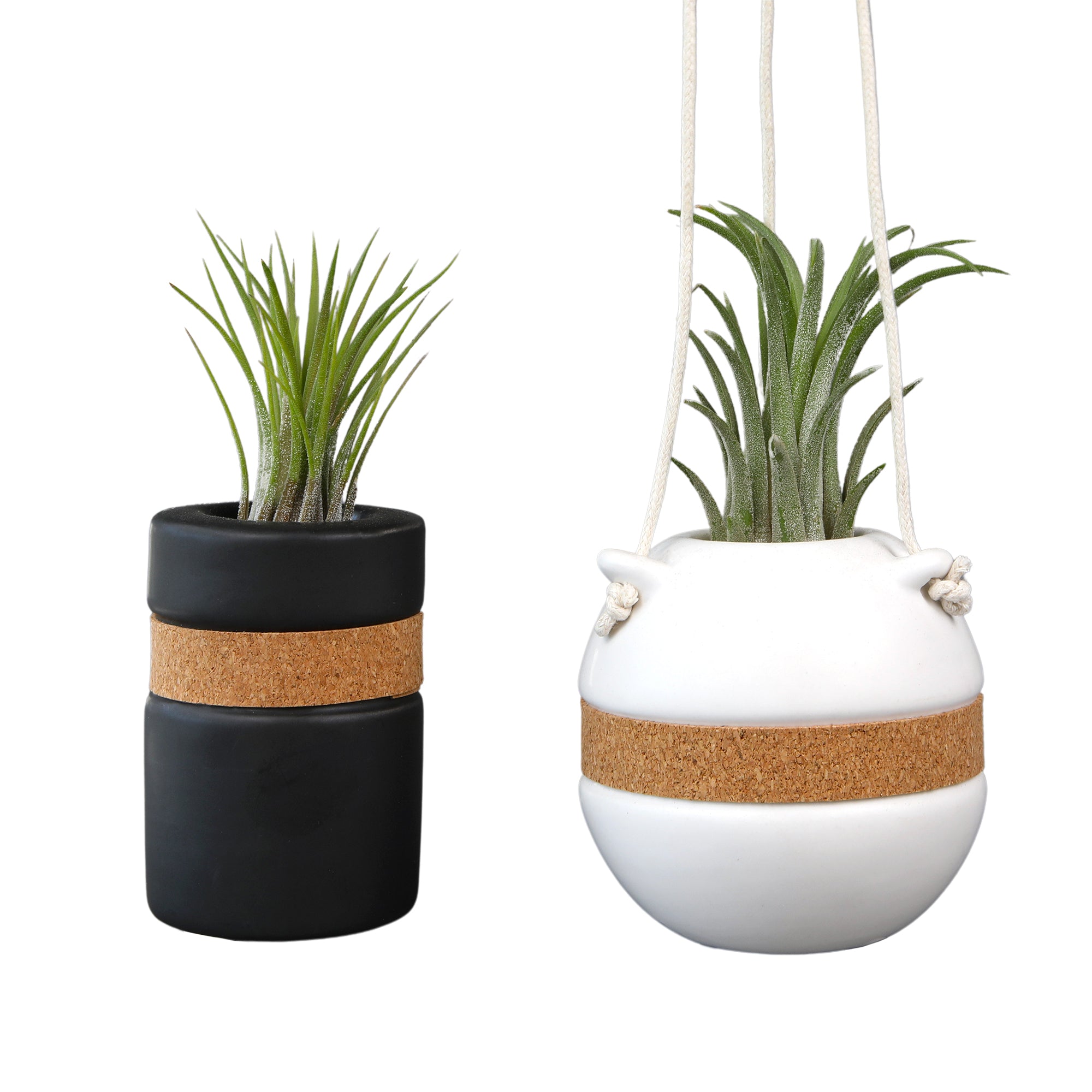 Air Plants Decor 2-pack: Pet Friendly Plants - 1 Black Air Plant Holder & 1 White Air Plant Hanger Included - Live Air Plant Decoration Duo - Tillandsia - Pet Safe Plants - Live Plant Gift - Easy Plant Care