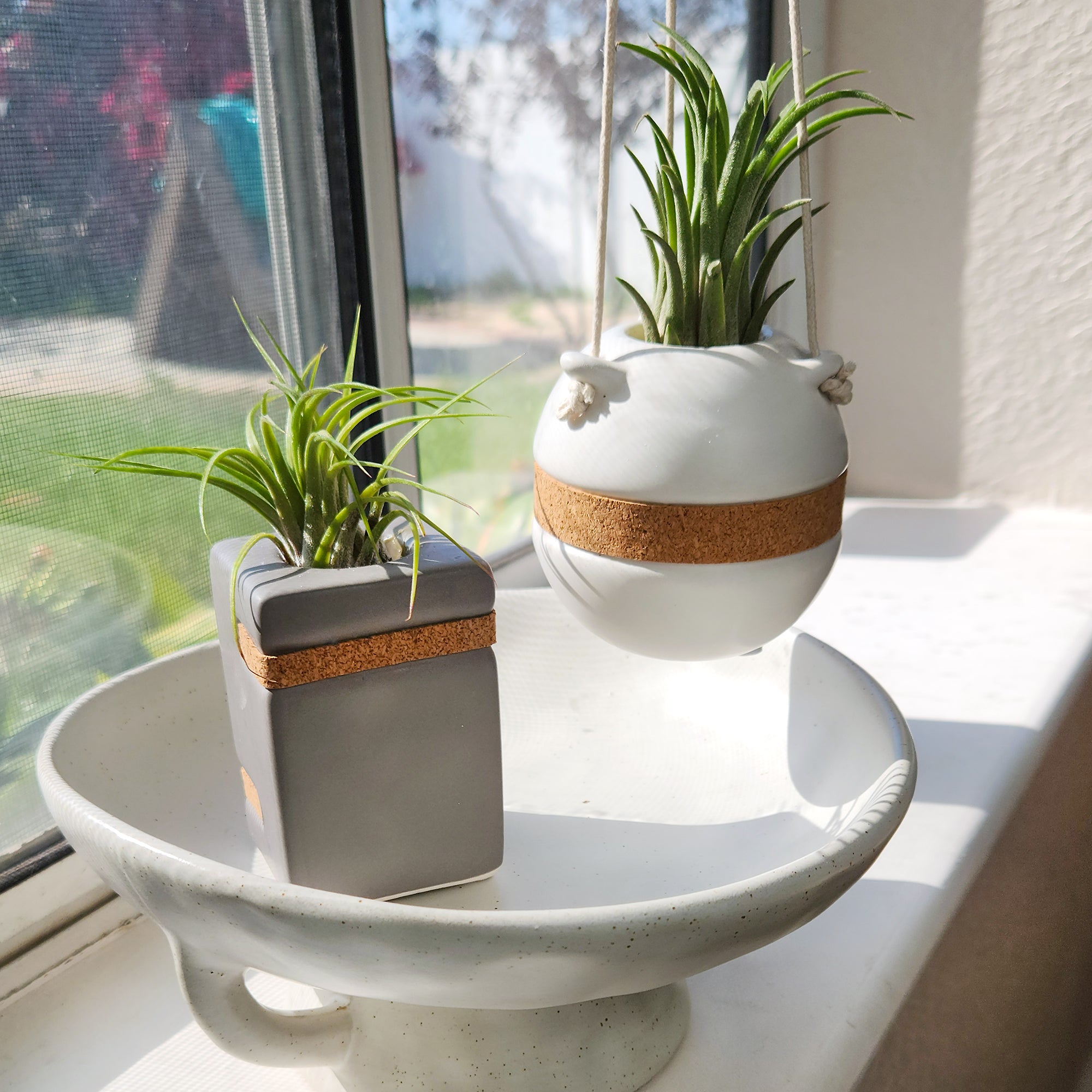 Air Plants Decor 2-pack: Pet Friendly Plants - 1 Taupe Air Plant Holder & 1 White Air Plant Hanger Included - Live Air Plant Decoration Duo - Tillandsia - Pet Safe Plants - Live Plant Gift - Easy Plant Care