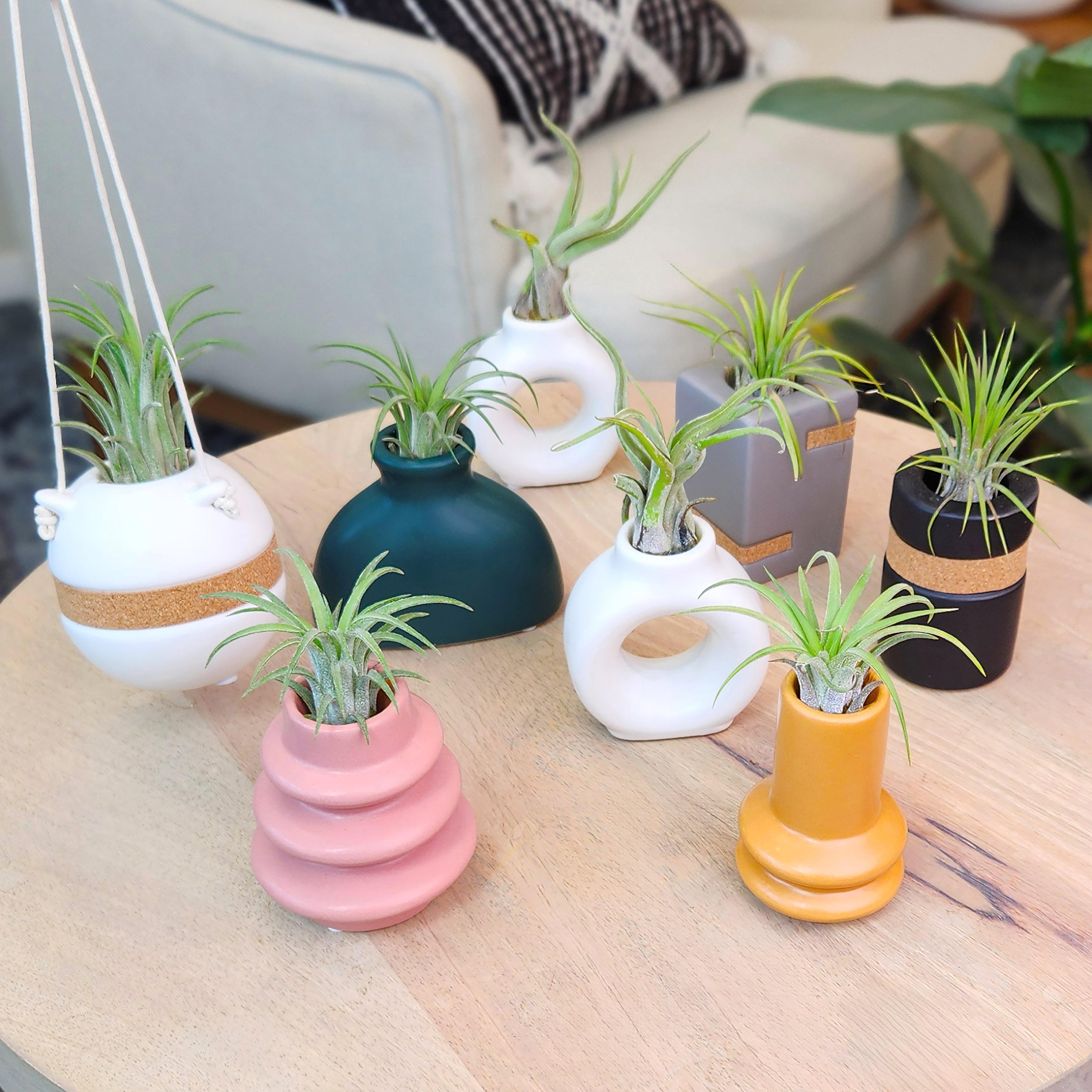 Air Plants Decor 2-pack: Pet Friendly Plants - 1 Taupe Air Plant Holder & 1 White Air Plant Hanger Included - Live Air Plant Decoration Duo - Tillandsia - Pet Safe Plants - Live Plant Gift - Easy Plant Care