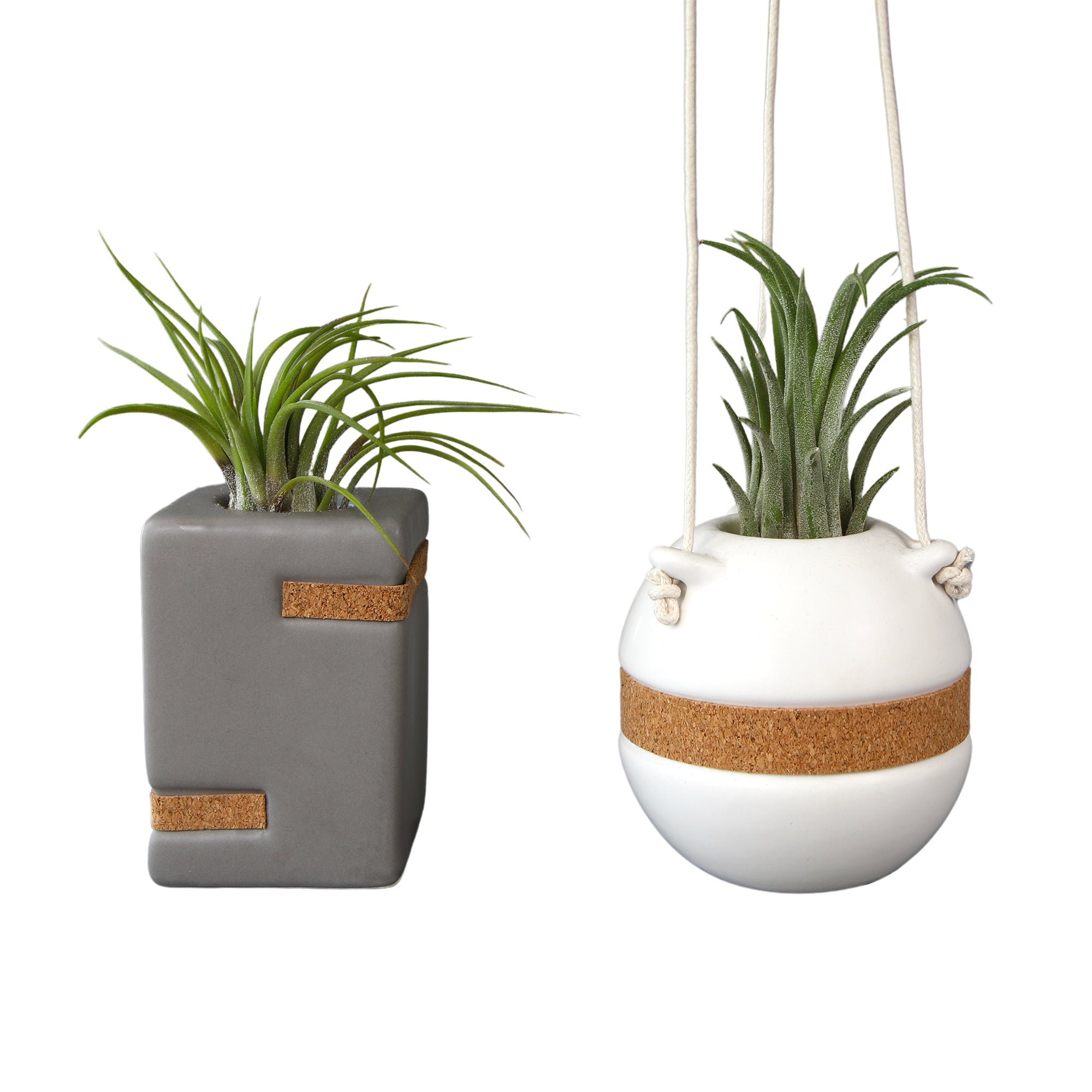 Air Plants Decor 2-pack: Pet Friendly Plants - 1 Taupe Air Plant Holder & 1 White Air Plant Hanger Included - Live Air Plant Decoration Duo - Tillandsia - Pet Safe Plants - Live Plant Gift - Easy Plant Care