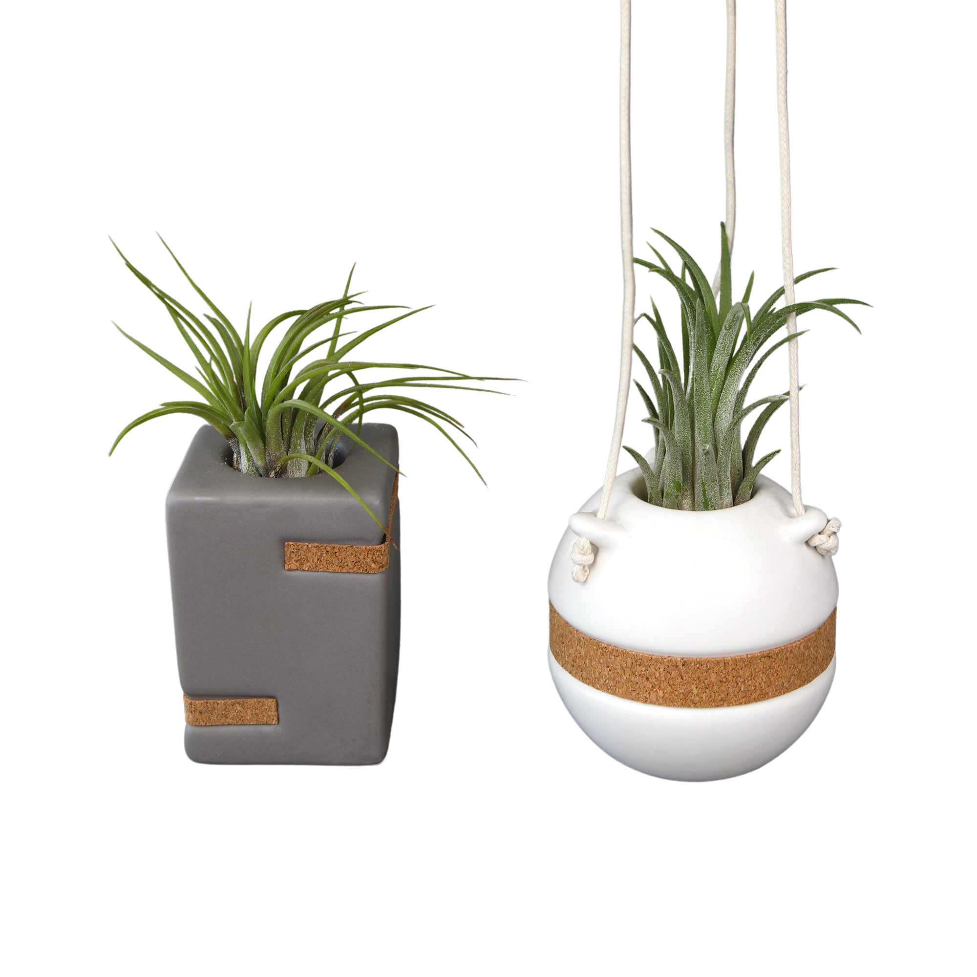 Air Plants Decor 2-pack: Pet Friendly Plants - 1 Taupe Air Plant Holder & 1 White Air Plant Hanger Included - Live Air Plant Decoration Duo - Tillandsia - Pet Safe Plants - Live Plant Gift - Easy Plant Care