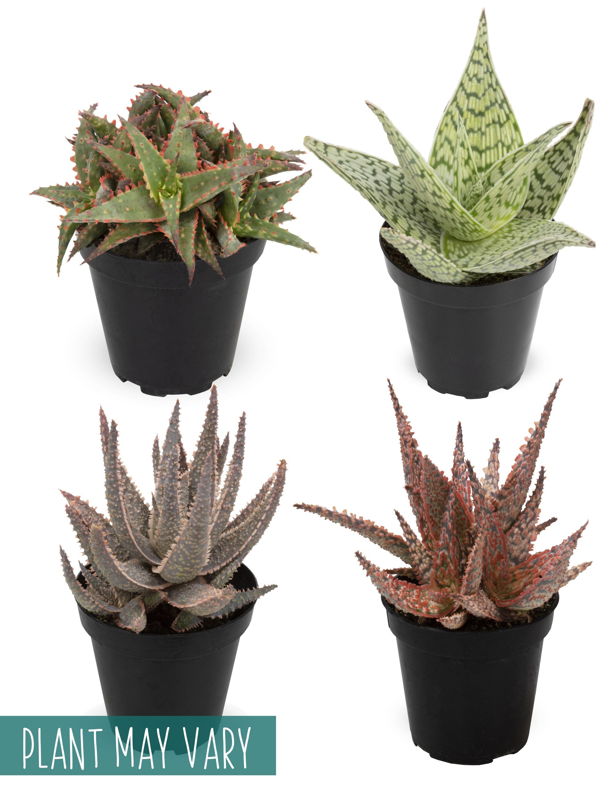 Star Aloe Succulent Plants: Colorful, Easy Plants – Includes 3 Star Aloes - (3.5" Pots) – Unique Succulents to Grow - Hybrid Aloe Succulents