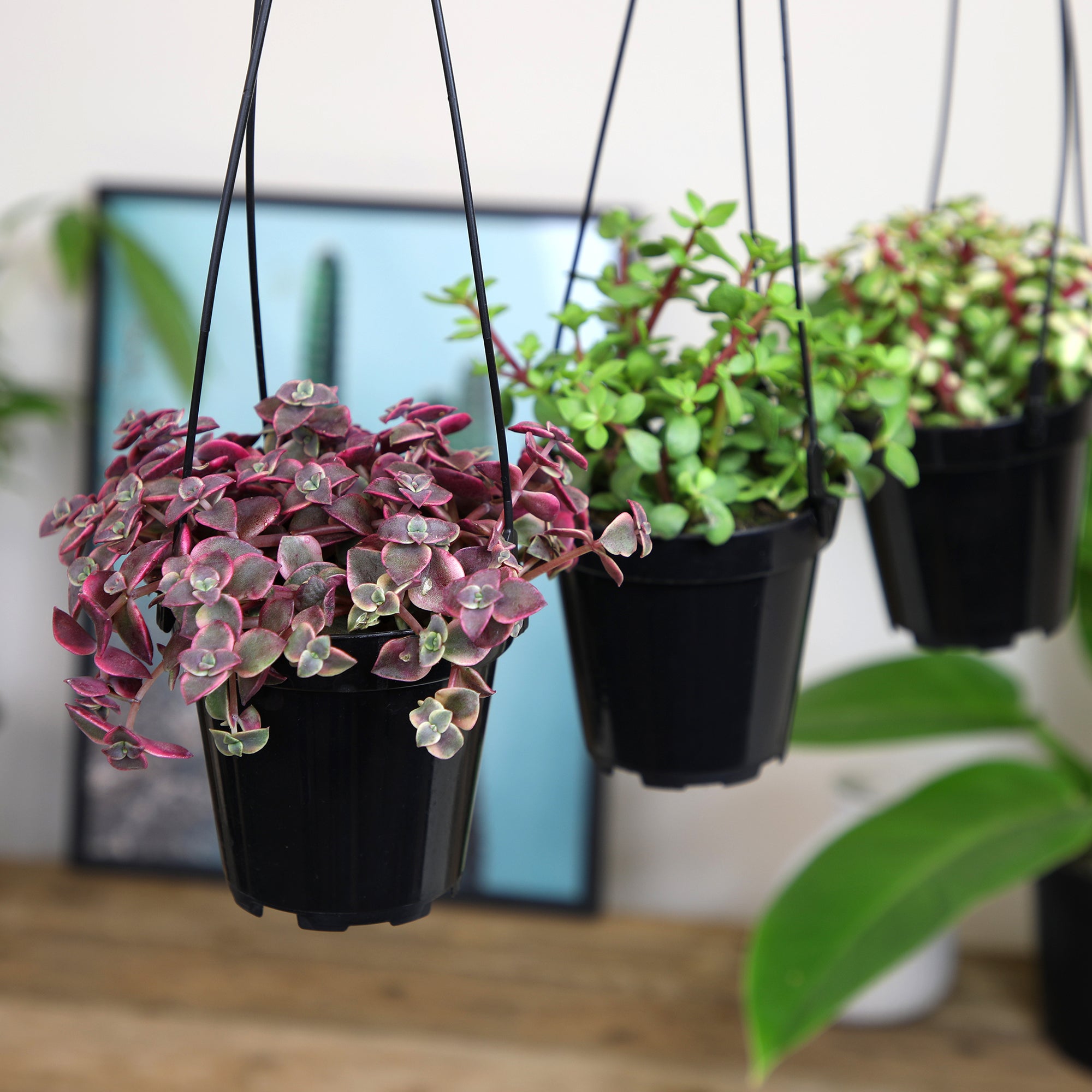 Succulent Hanging Basket 3-pack: Trailing Succulents - Easy Plant Care - (3.5") - Crassula - Sedum - Drought Tolerant Plants - Senecio - Portulacaria Elephant Bush Plants - Colorful Live Plant Hanging Baskets