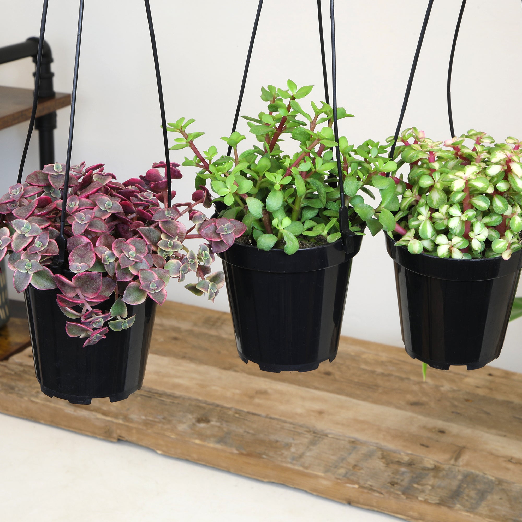 Succulent Hanging Basket 3-pack: Trailing Succulents - Easy Plant Care - (3.5") - Crassula - Sedum - Drought Tolerant Plants - Senecio - Portulacaria Elephant Bush Plants - Colorful Live Plant Hanging Baskets