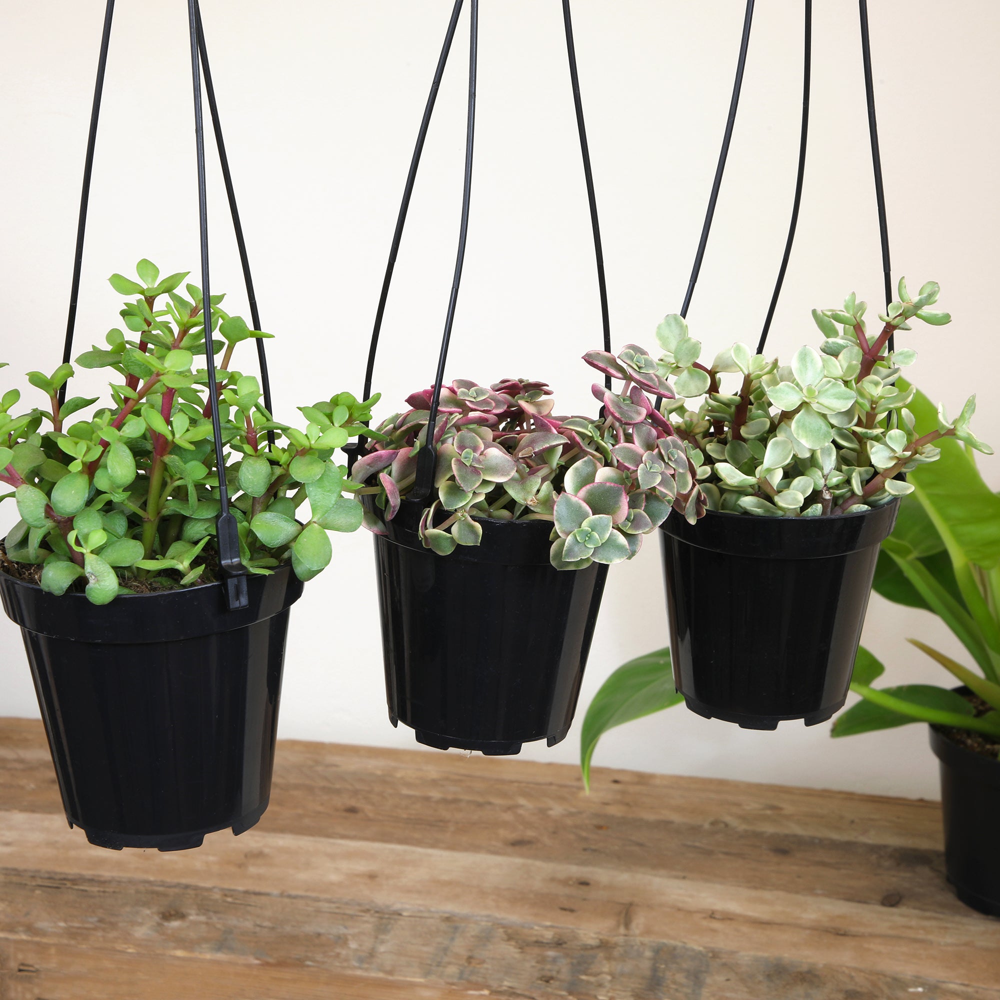 Succulent Hanging Basket 3-pack: Trailing Succulents - Easy Plant Care - (3.5") - Crassula - Sedum - Drought Tolerant Plants - Senecio - Portulacaria Elephant Bush Plants - Colorful Live Plant Hanging Baskets