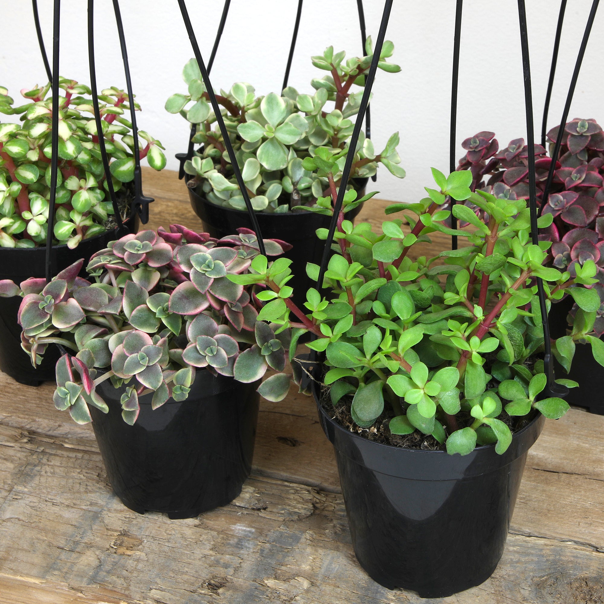 Succulent Hanging Basket 3-pack: Trailing Succulents - Easy Plant Care - (3.5") - Crassula - Sedum - Drought Tolerant Plants - Senecio - Portulacaria Elephant Bush Plants - Colorful Live Plant Hanging Baskets