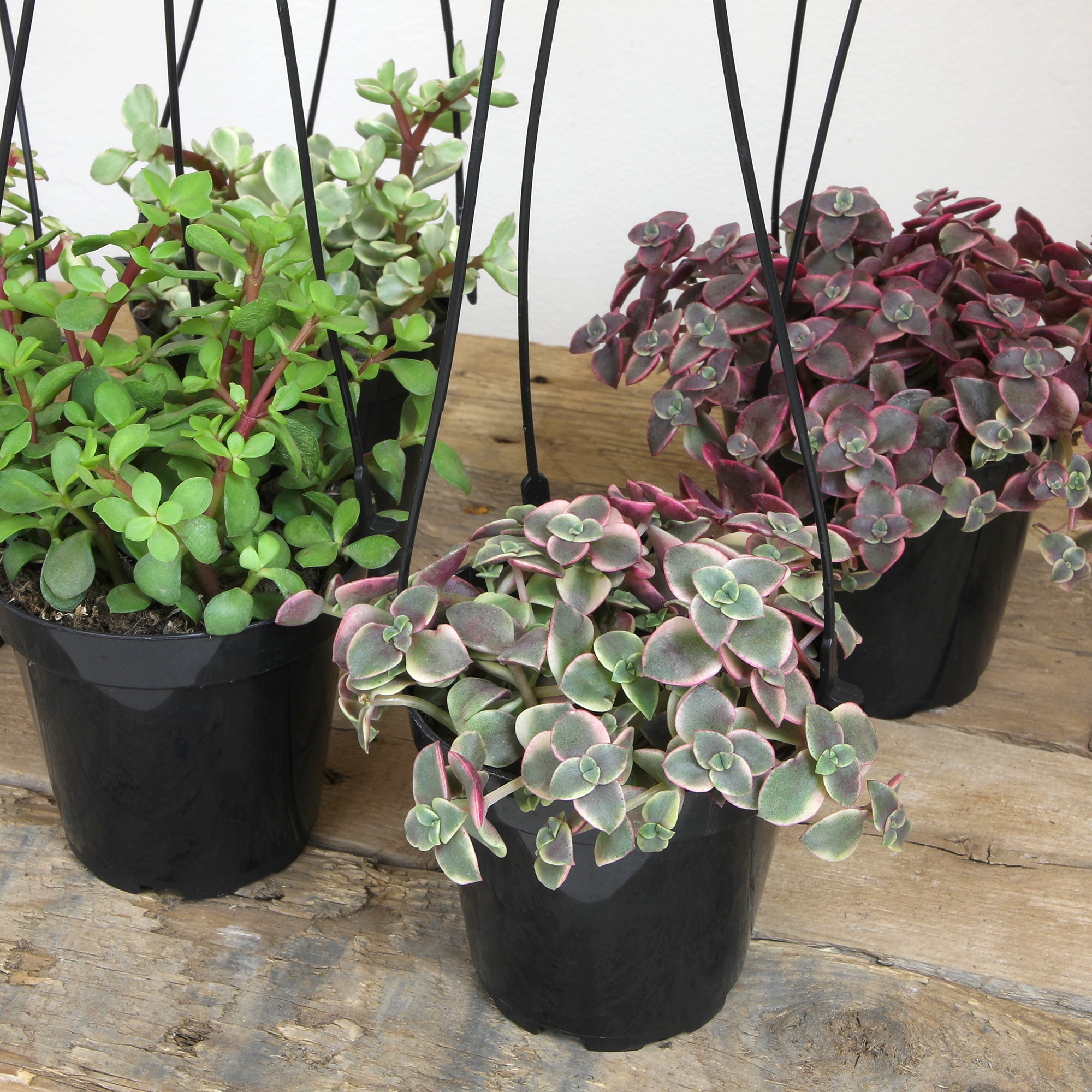Succulent Hanging Basket 3-pack: Trailing Succulents - Easy Plant Care - (3.5") - Crassula - Sedum - Drought Tolerant Plants - Senecio - Portulacaria Elephant Bush Plants - Colorful Live Plant Hanging Baskets