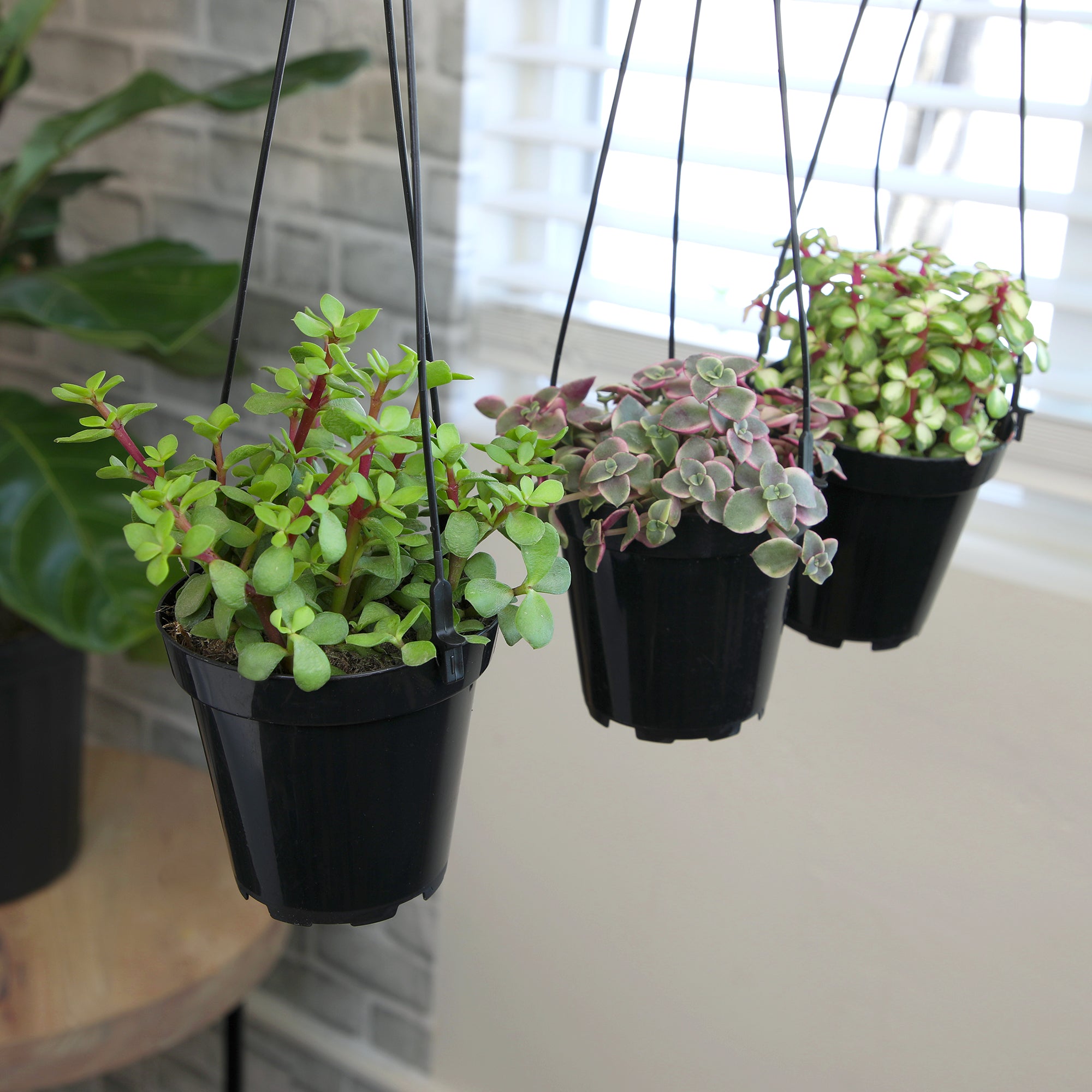 Succulent Hanging Basket 3-pack: Trailing Succulents - Easy Plant Care - (3.5") - Crassula - Sedum - Drought Tolerant Plants - Senecio - Portulacaria Elephant Bush Plants - Colorful Live Plant Hanging Baskets