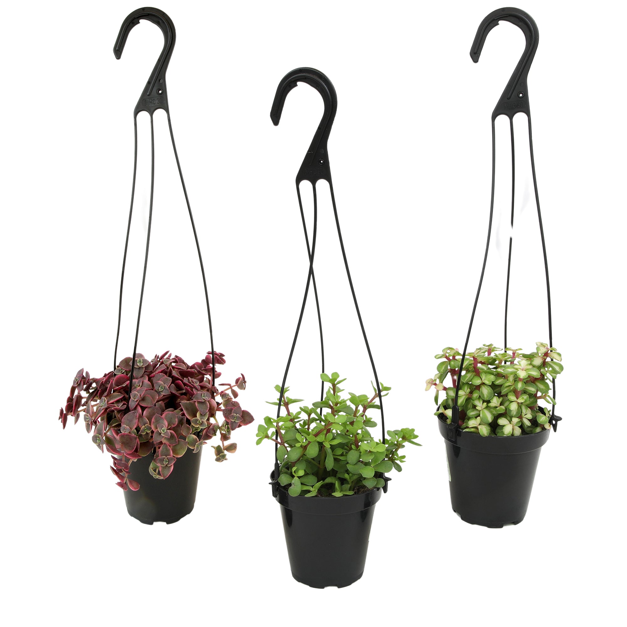 Succulent Hanging Basket 3-pack: Trailing Succulents - Easy Plant Care - (3.5") - Crassula - Sedum - Drought Tolerant Plants - Senecio - Portulacaria Elephant Bush Plants - Colorful Live Plant Hanging Baskets