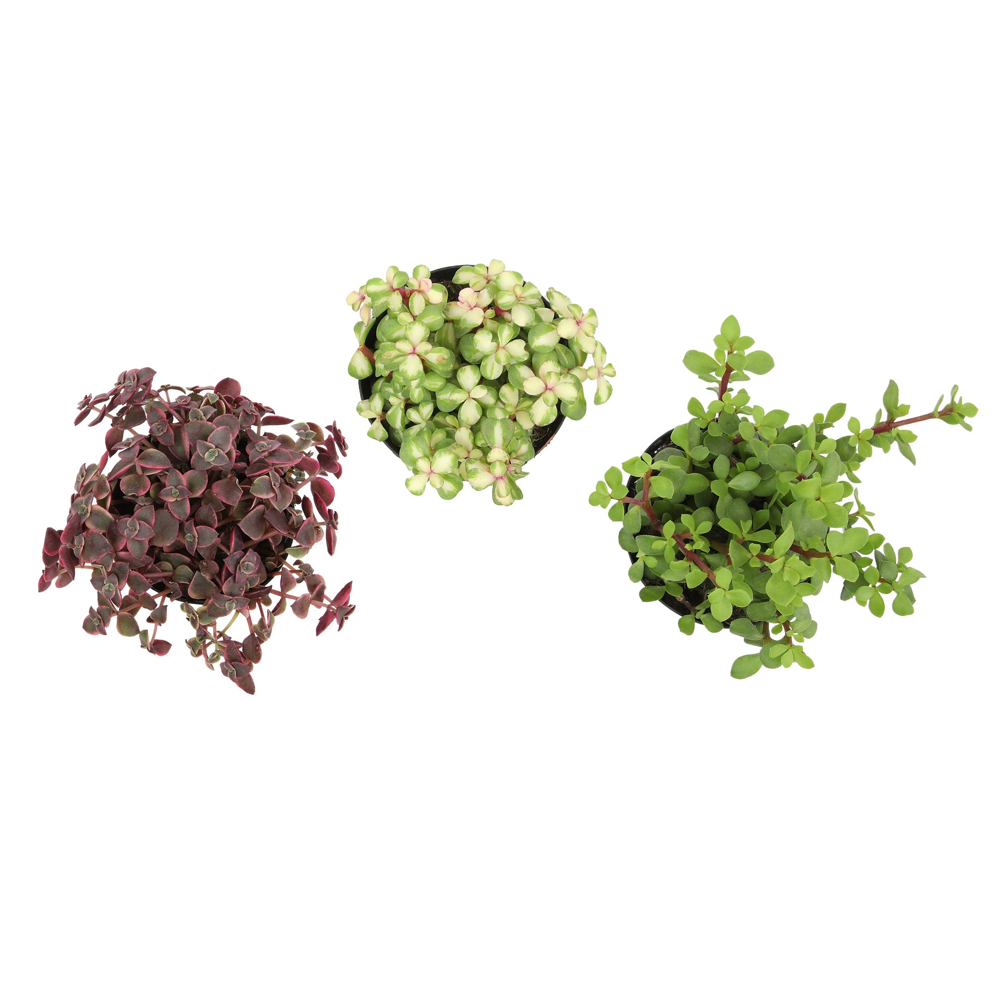 Succulent Hanging Basket 3-pack: Trailing Succulents - Easy Plant Care - (3.5") - Crassula - Sedum - Drought Tolerant Plants - Senecio - Portulacaria Elephant Bush Plants - Colorful Live Plant Hanging Baskets