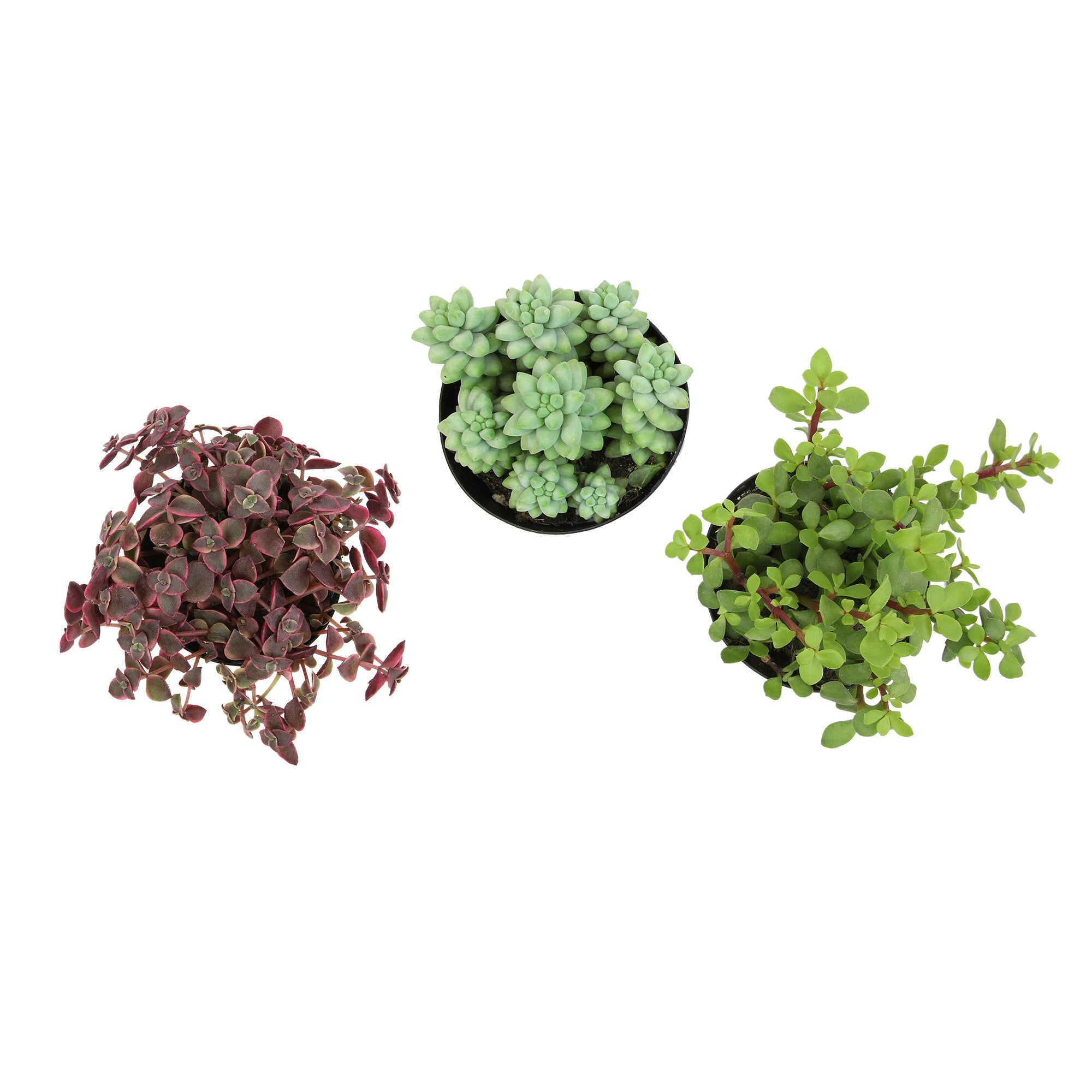 Succulent Hanging Basket 3-pack: Trailing Succulents - Easy Plant Care - (3.5") - Crassula - Sedum - Drought Tolerant Plants - Senecio - Portulacaria Elephant Bush Plants - Colorful Live Plant Hanging Baskets