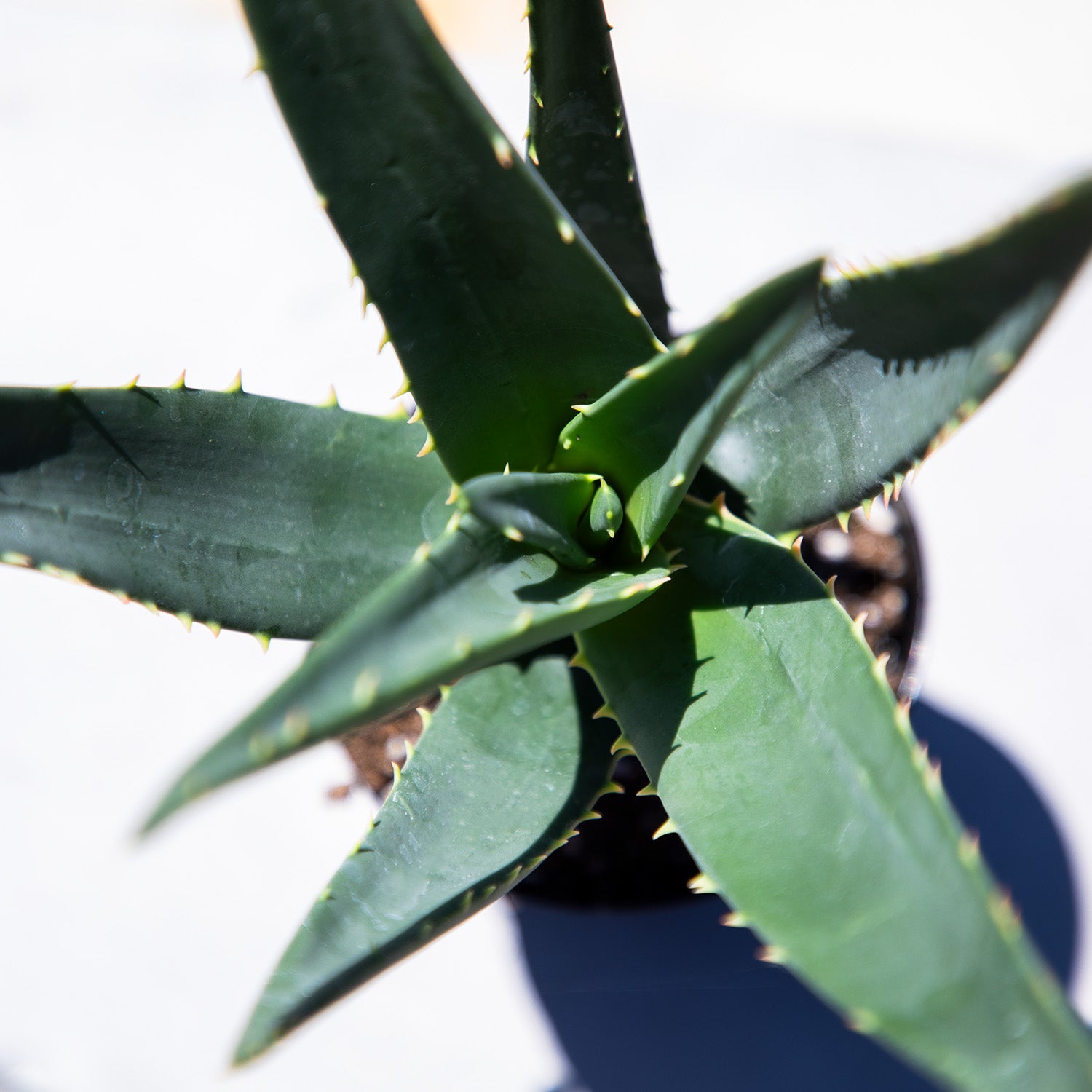 Rare Aloe Hercules: Tree Aloe Hybrid - Unique Plants & Rare Succulents - (3.5” Pot) – Grows Up To 40ft Tall - Hybrid Aloe Succulent - Uncommon Collector Plant